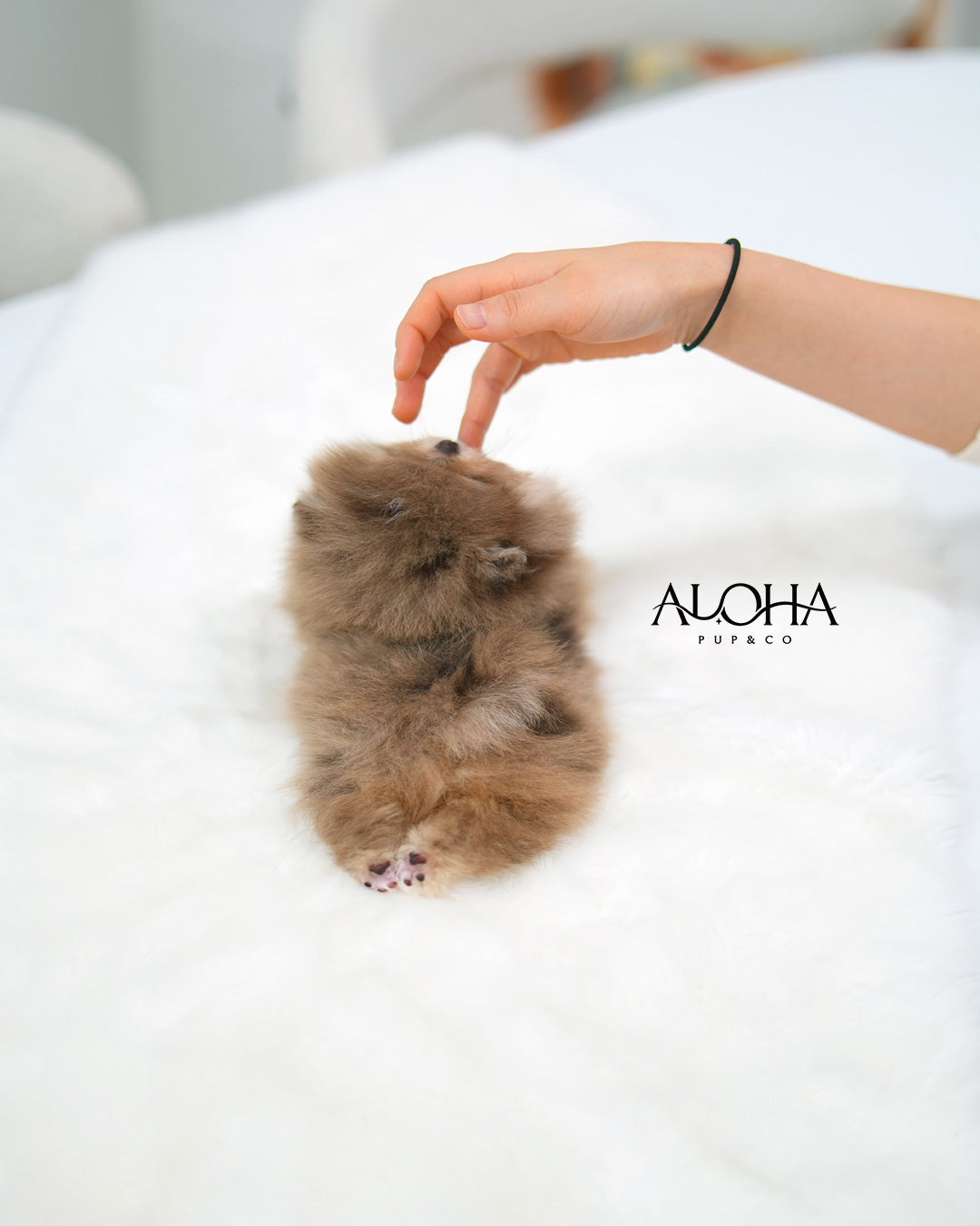Fendi [POMERANIA TOY]