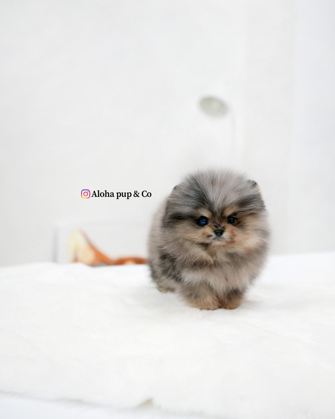 Luna [POMERANIA TAZA DE TÉ]