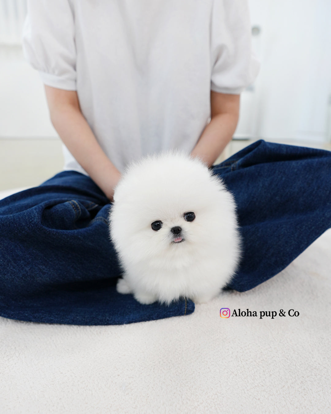 Biscuit [POMERANIA TAZA DE TÉ]