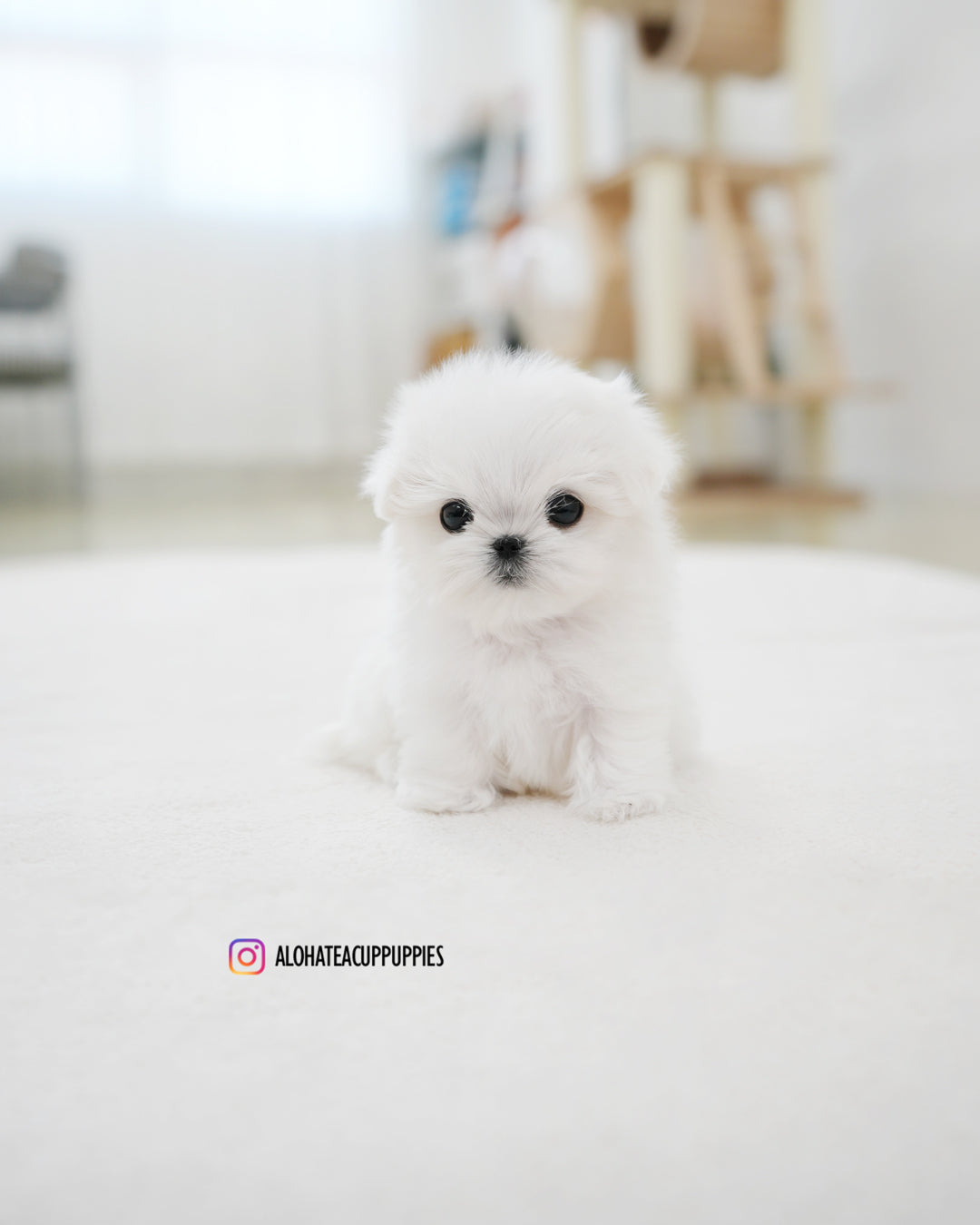Juniper [TEACUP MALTESE]