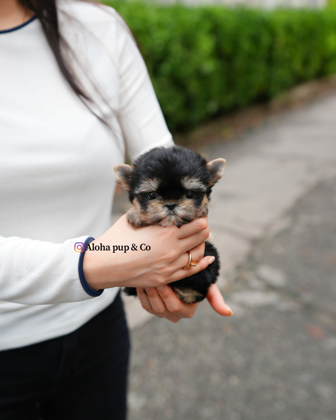 Nini [Teacup YORKIE]