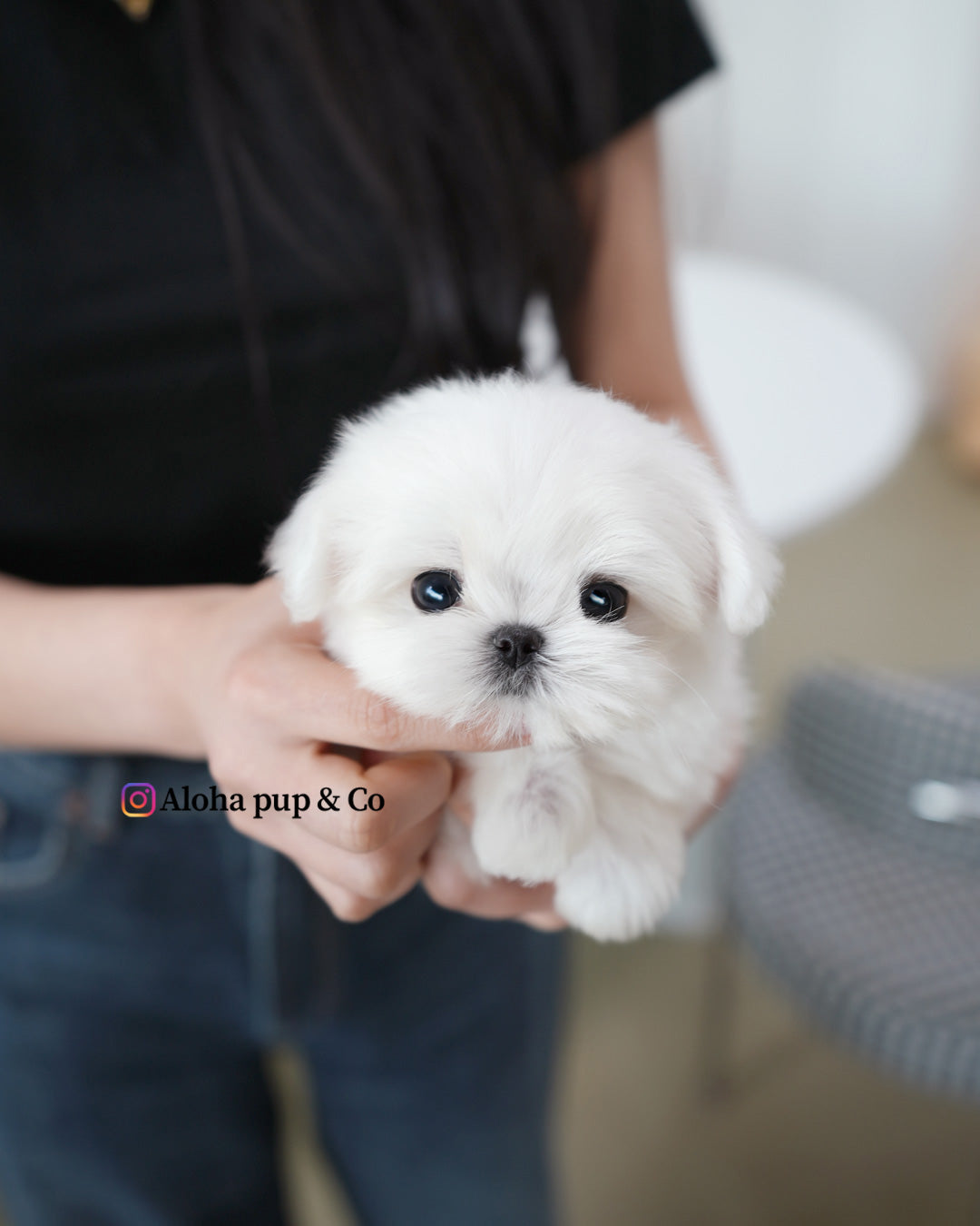 Lumi [TEACUP MALTESE]