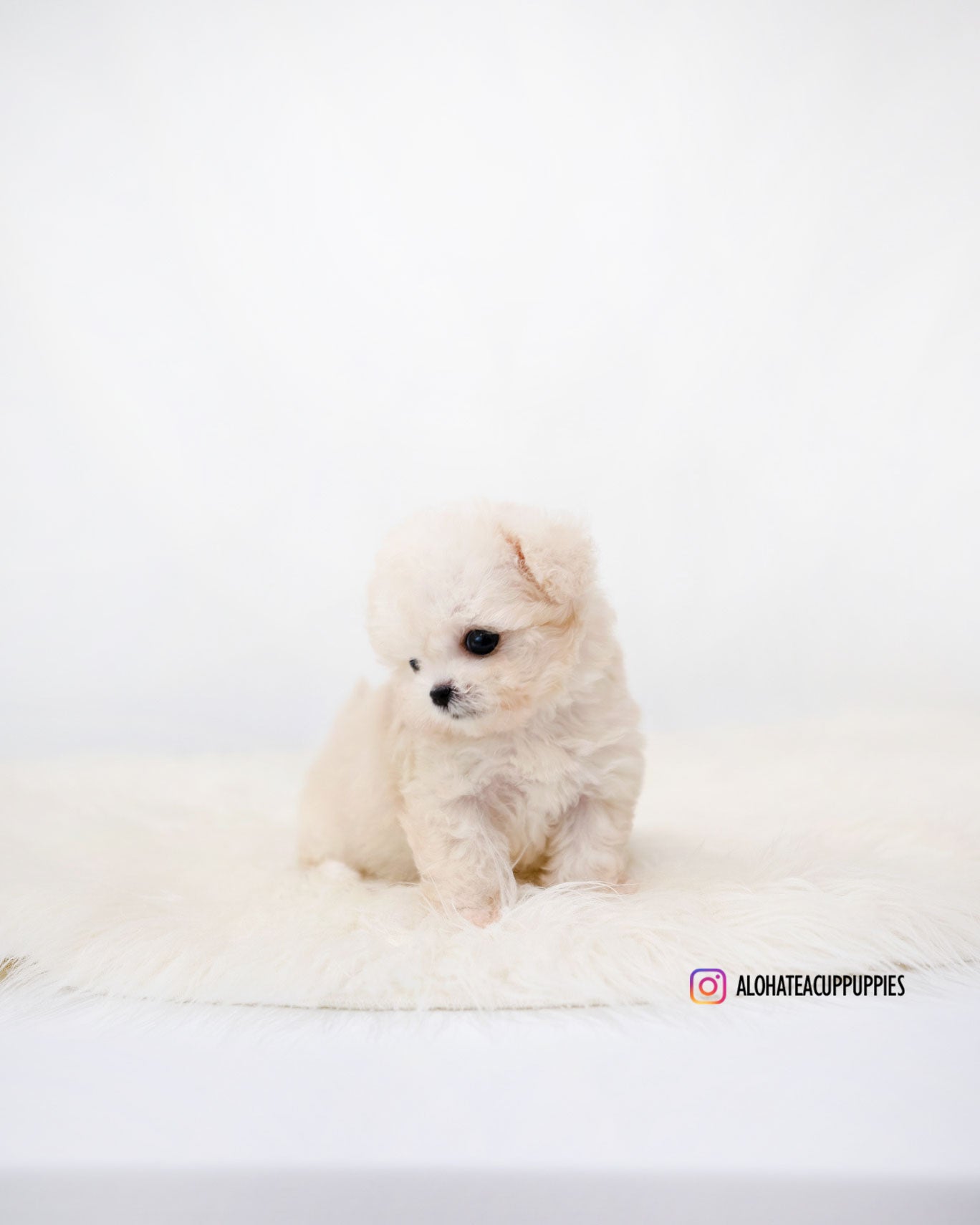 Zoey [TEACUP MALTIPOO]