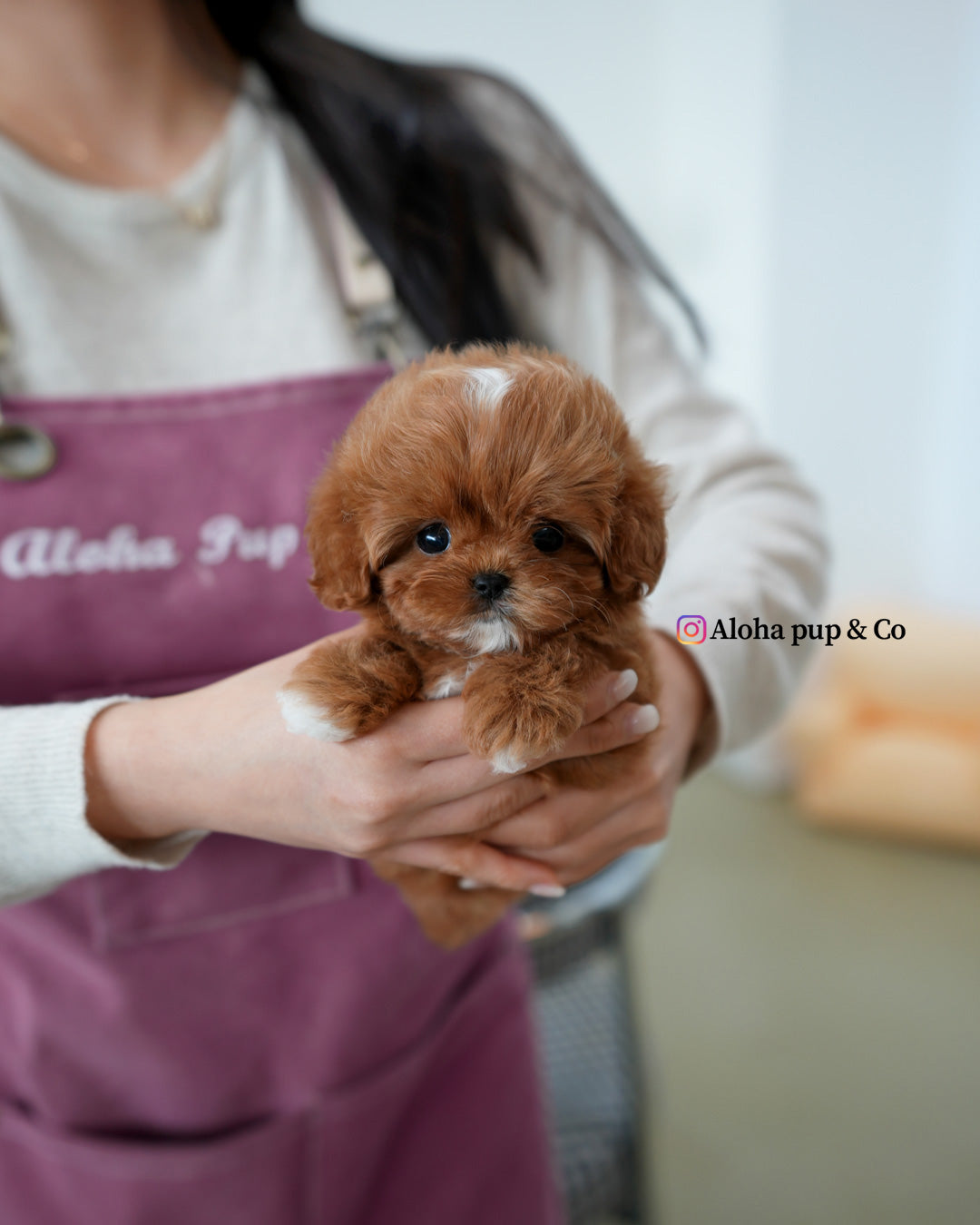 Effie [TEACUP MALTIPOO]