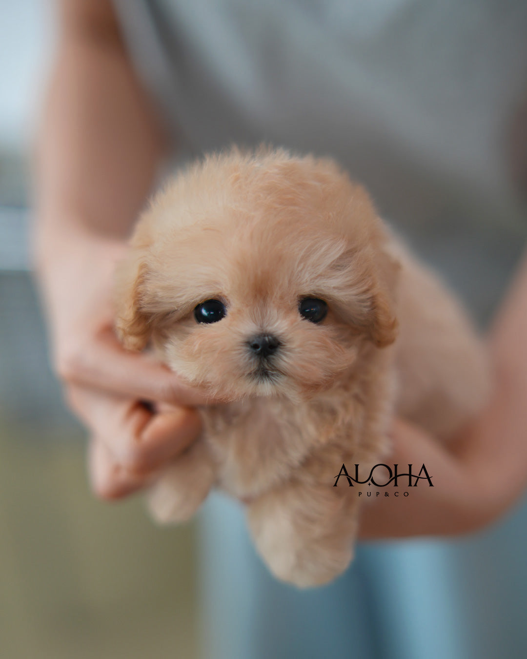Eddy [TEACUP MALTIPOO]