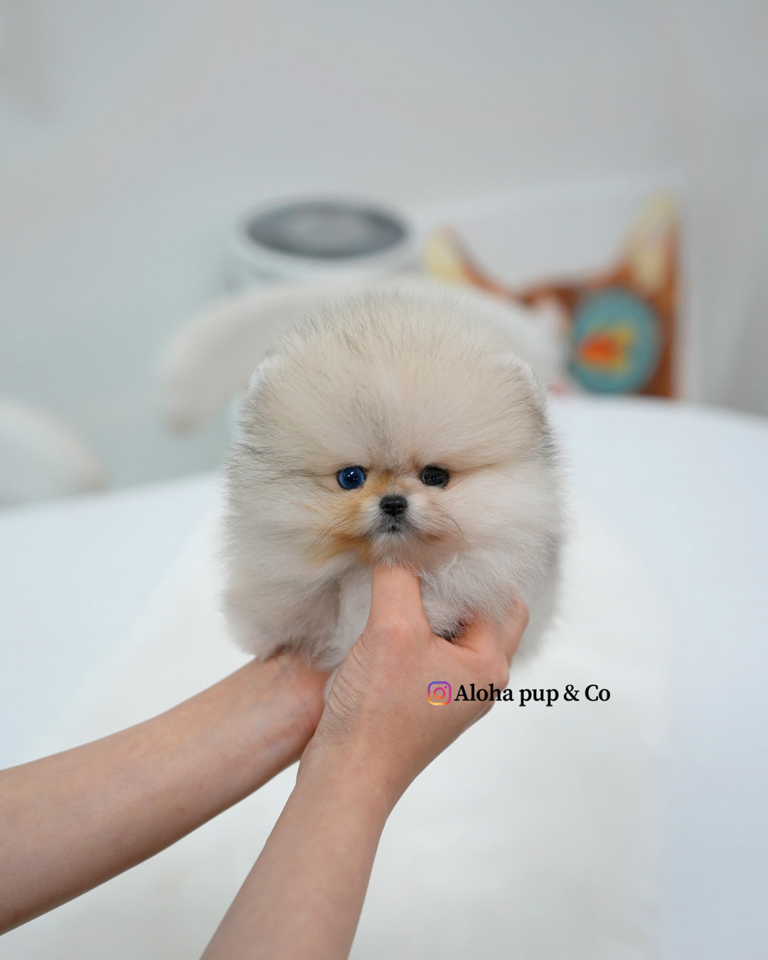 Rocco [POMERANIA TAZA DE TÉ]