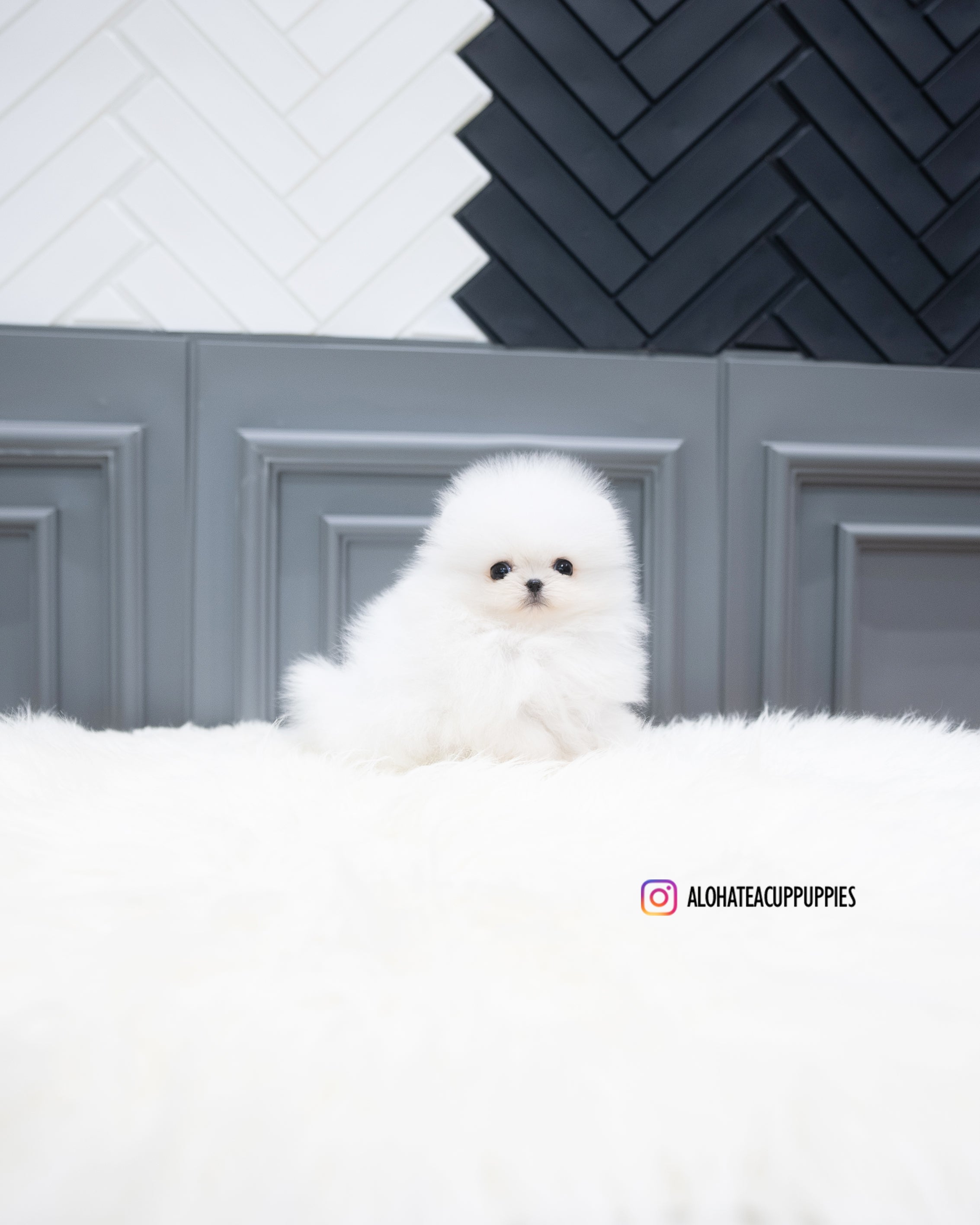 Adam [TEACUP POMERANIAN]