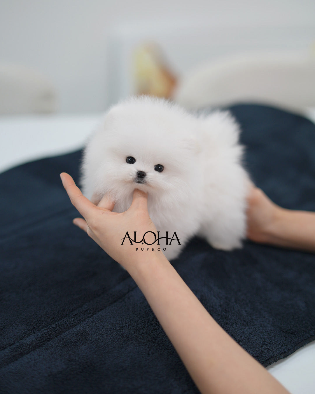 Fluff [TEACUP POMERANIAN]