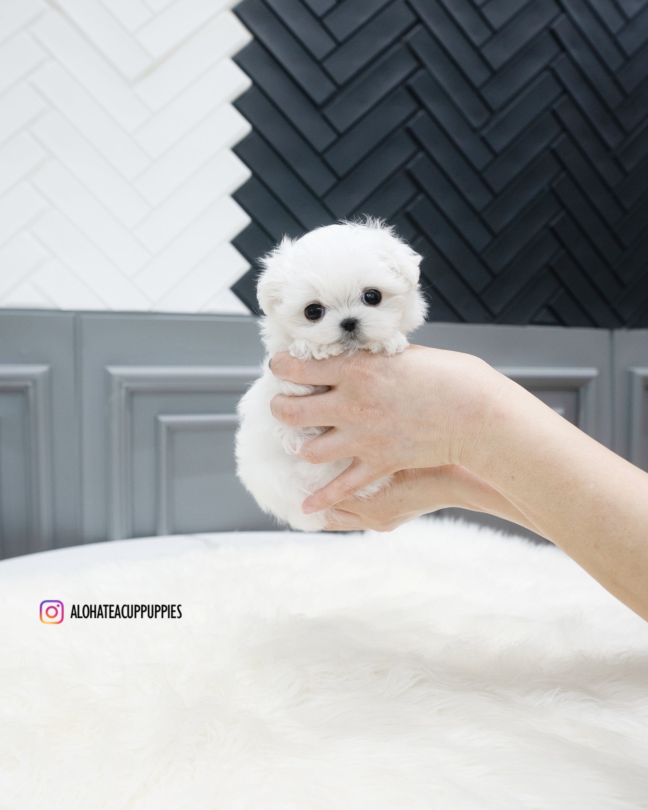 Somi [TEACUP MALTESE]