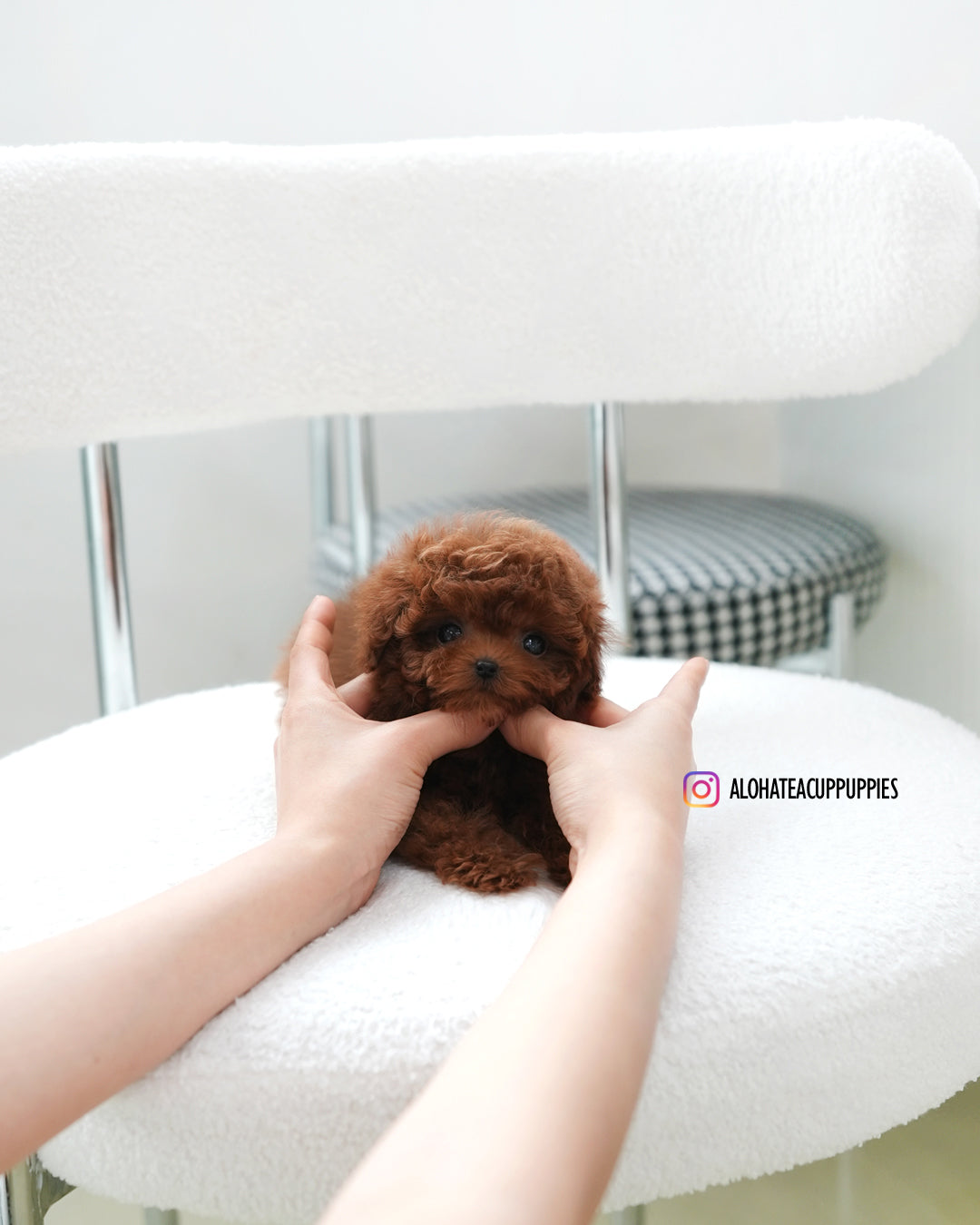 Cindy [TEACUP POODLE]