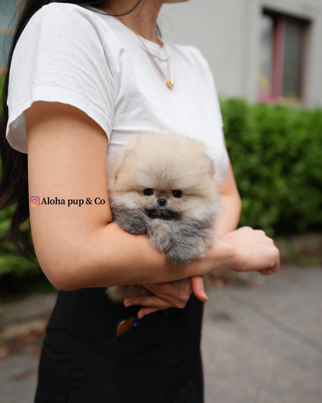 Eto [POMERANIA TAZA DE TÉ]