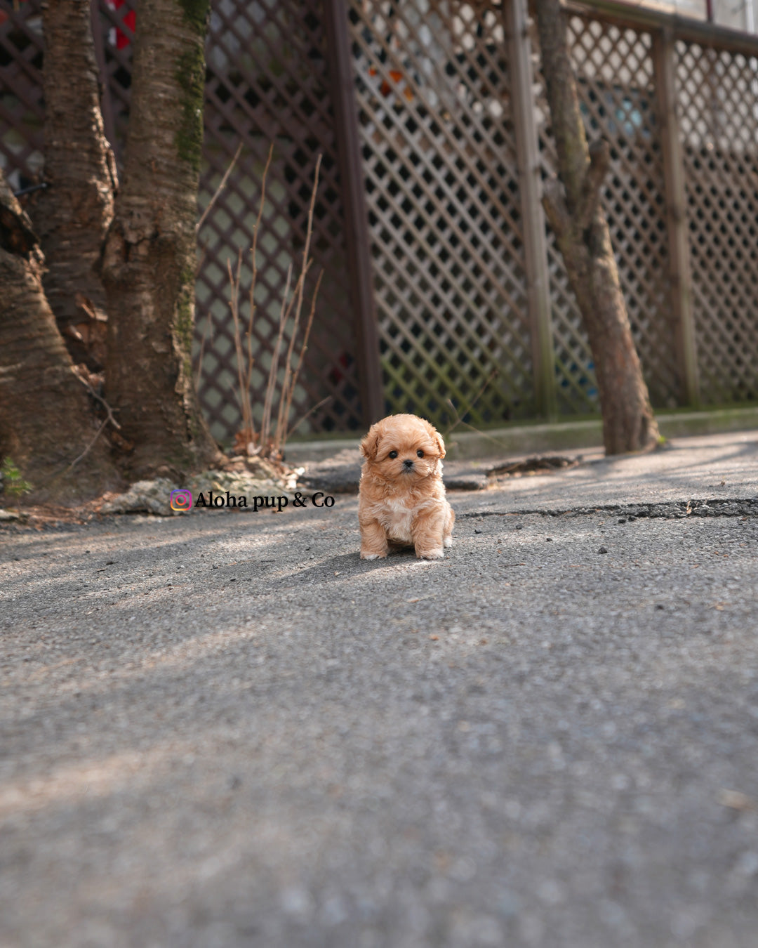Bruno [TEACUP MALTIPOO]