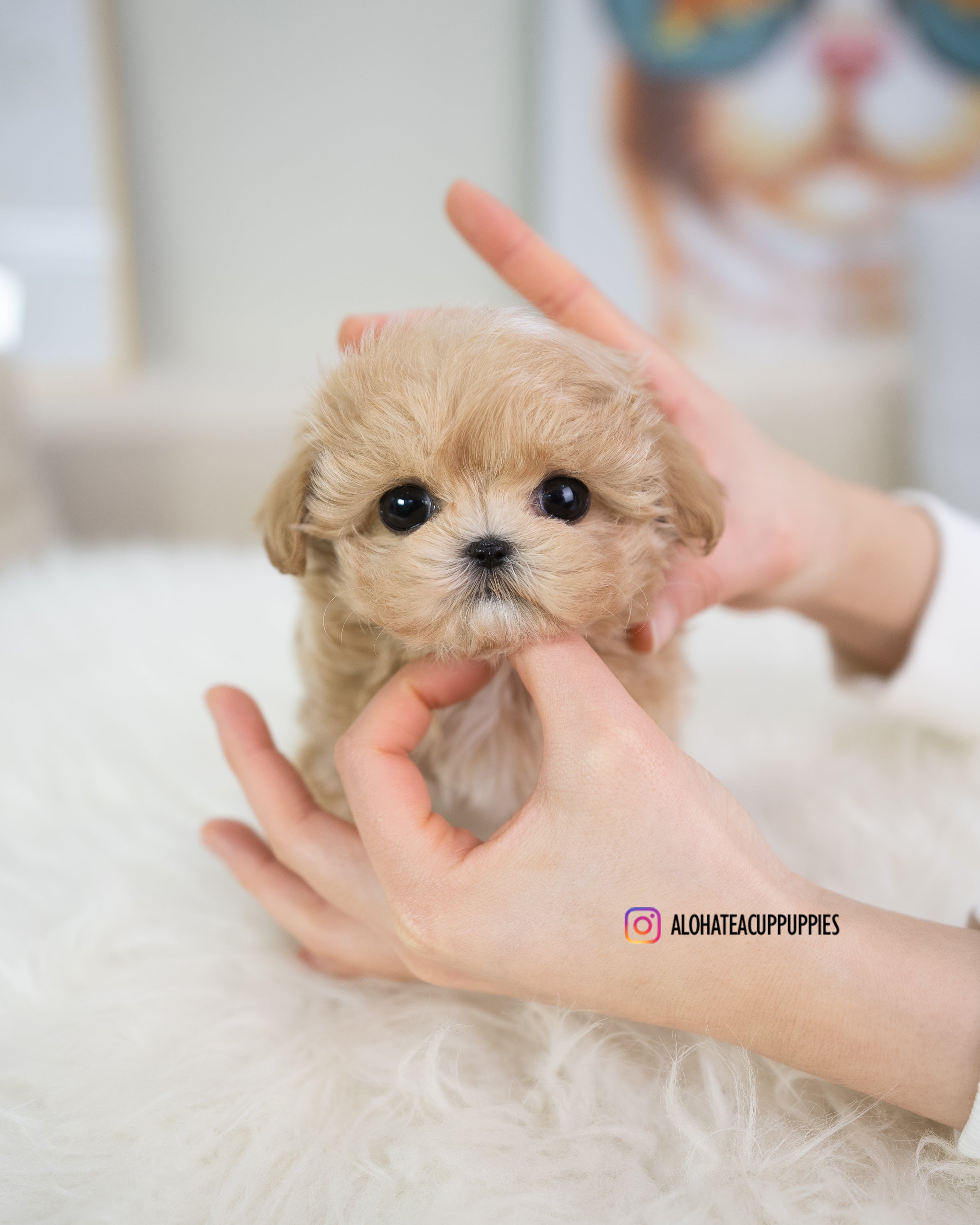 Bijou [TEACUP MALTIPOO]