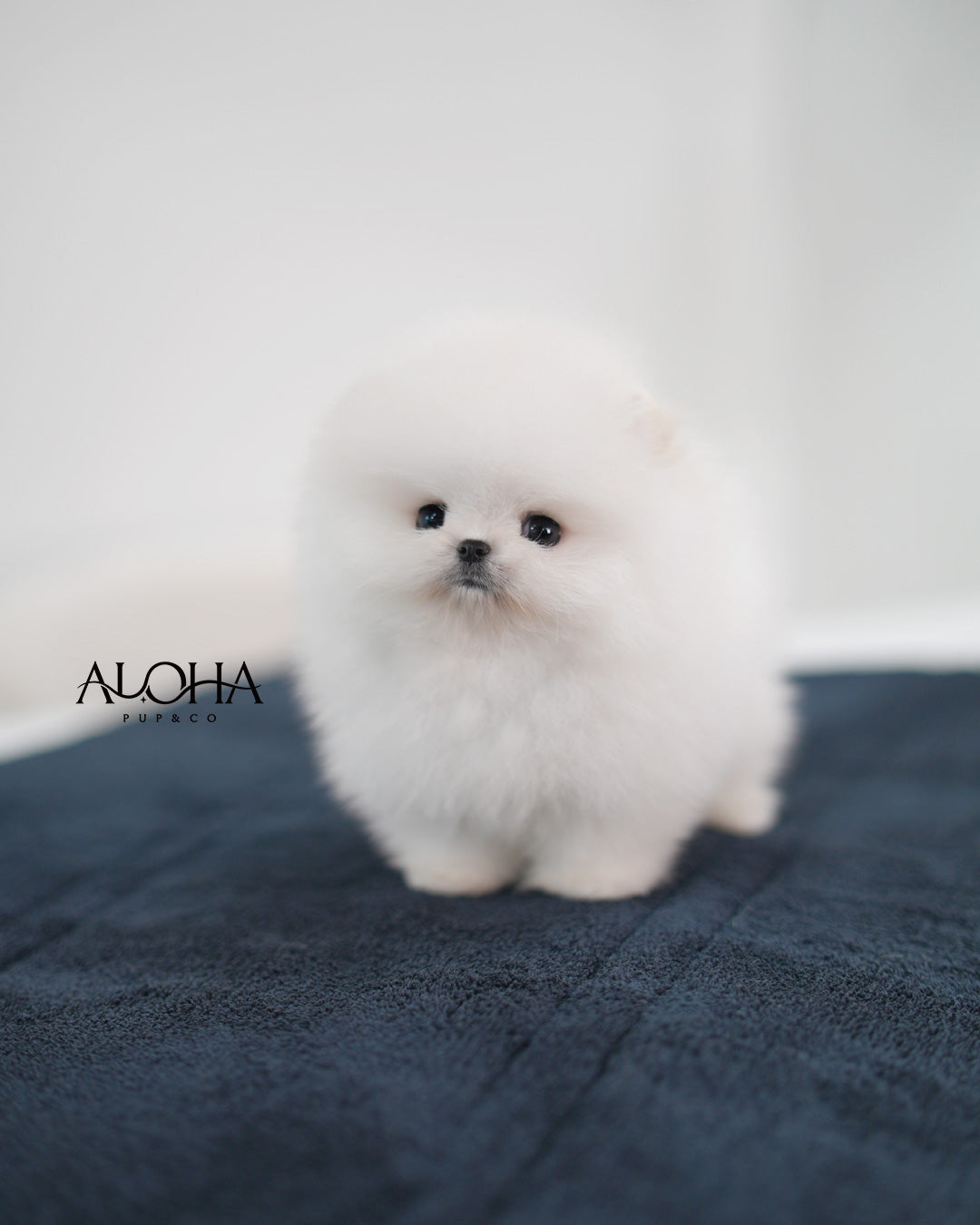 Cotton [TEACUP POMERANIAN]