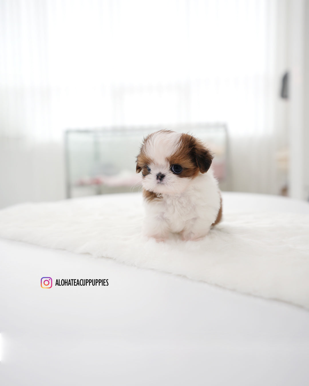 Hush [Mini SHIHTZU]