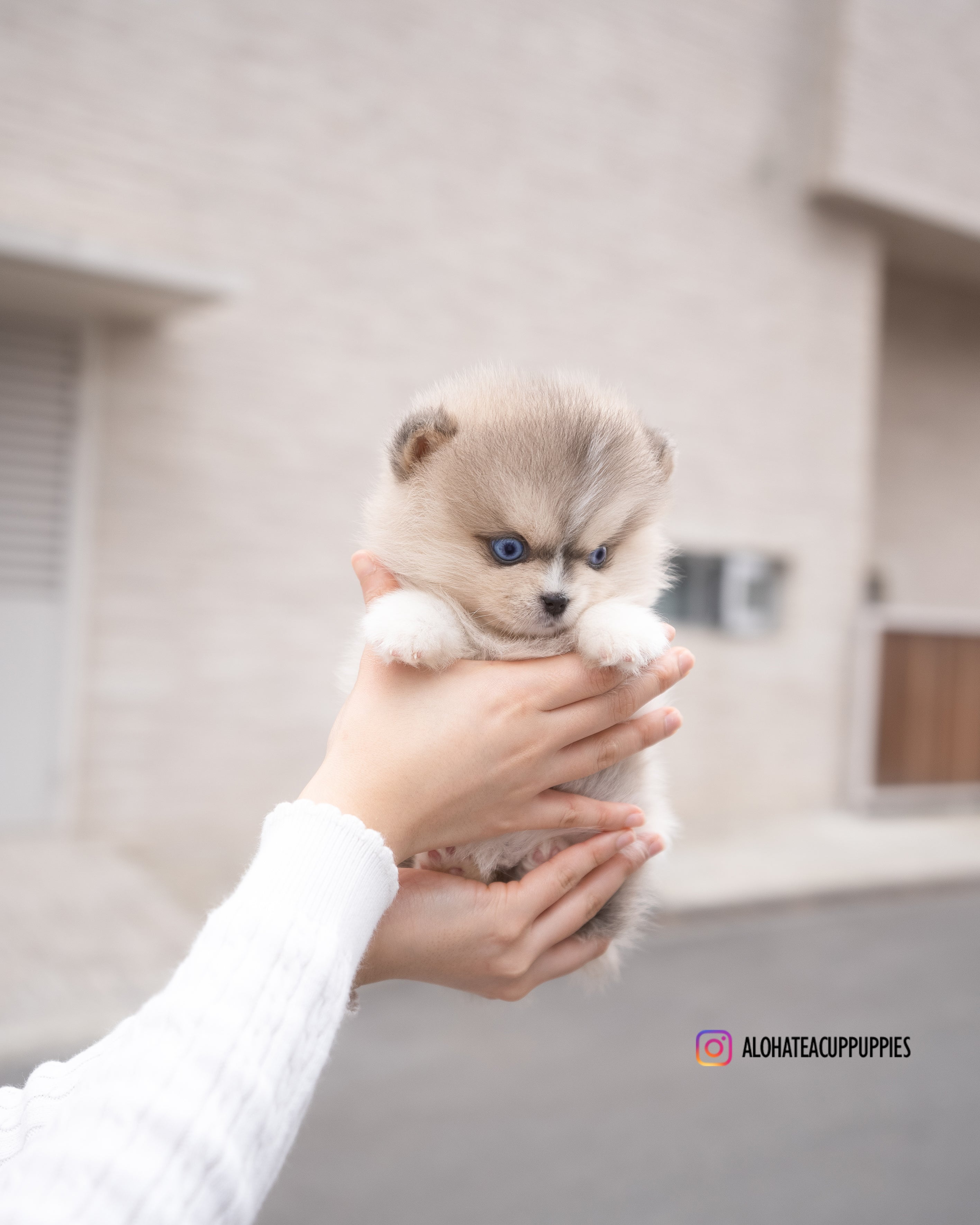 Moana [TEACUP POMSKY]