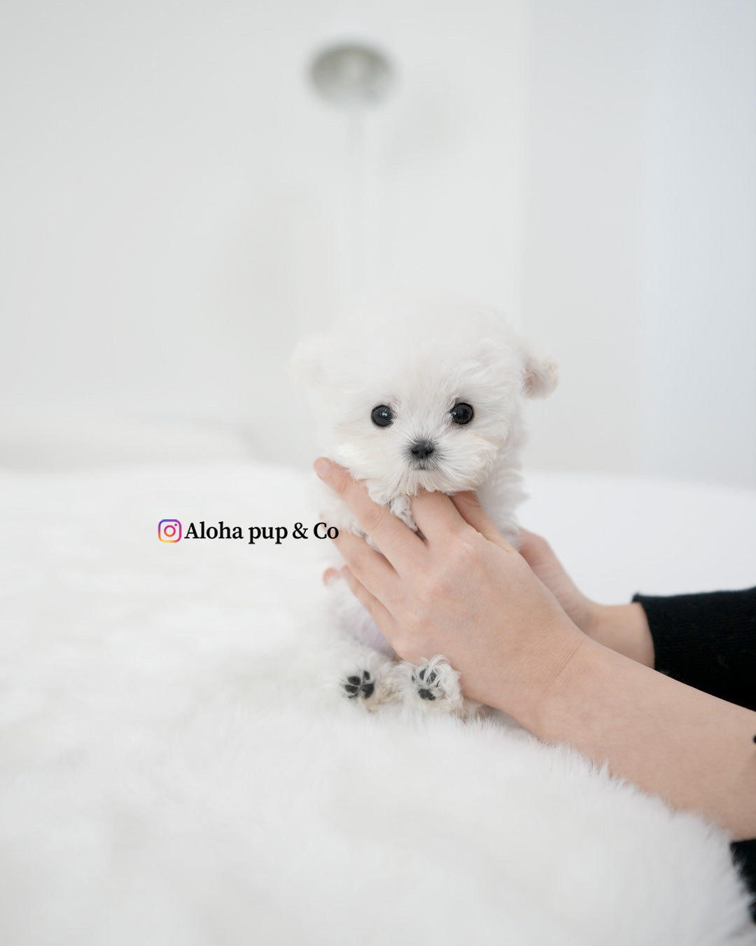 Mori [TEACUP POODLE]