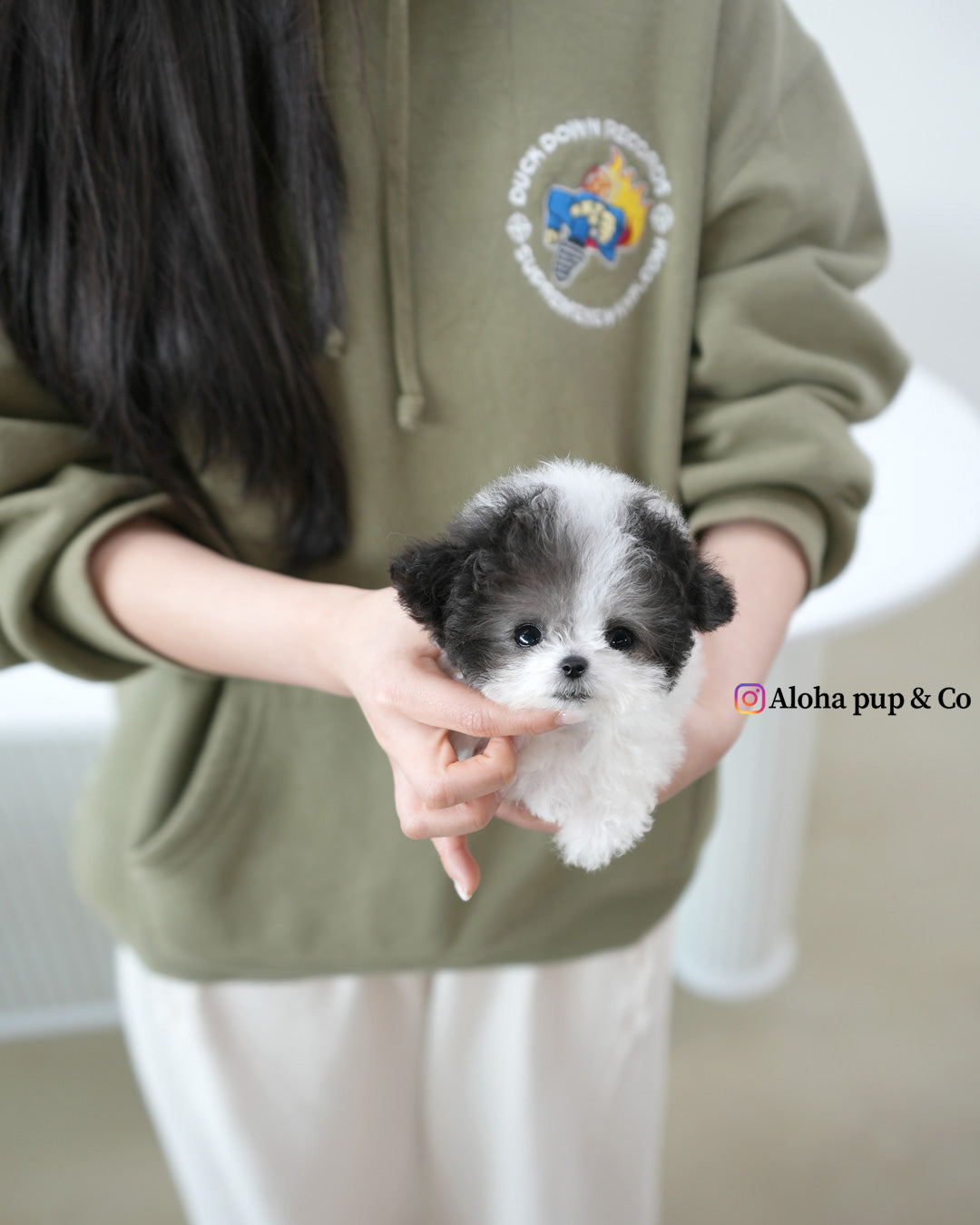 Heidi [TEACUP POODLE]