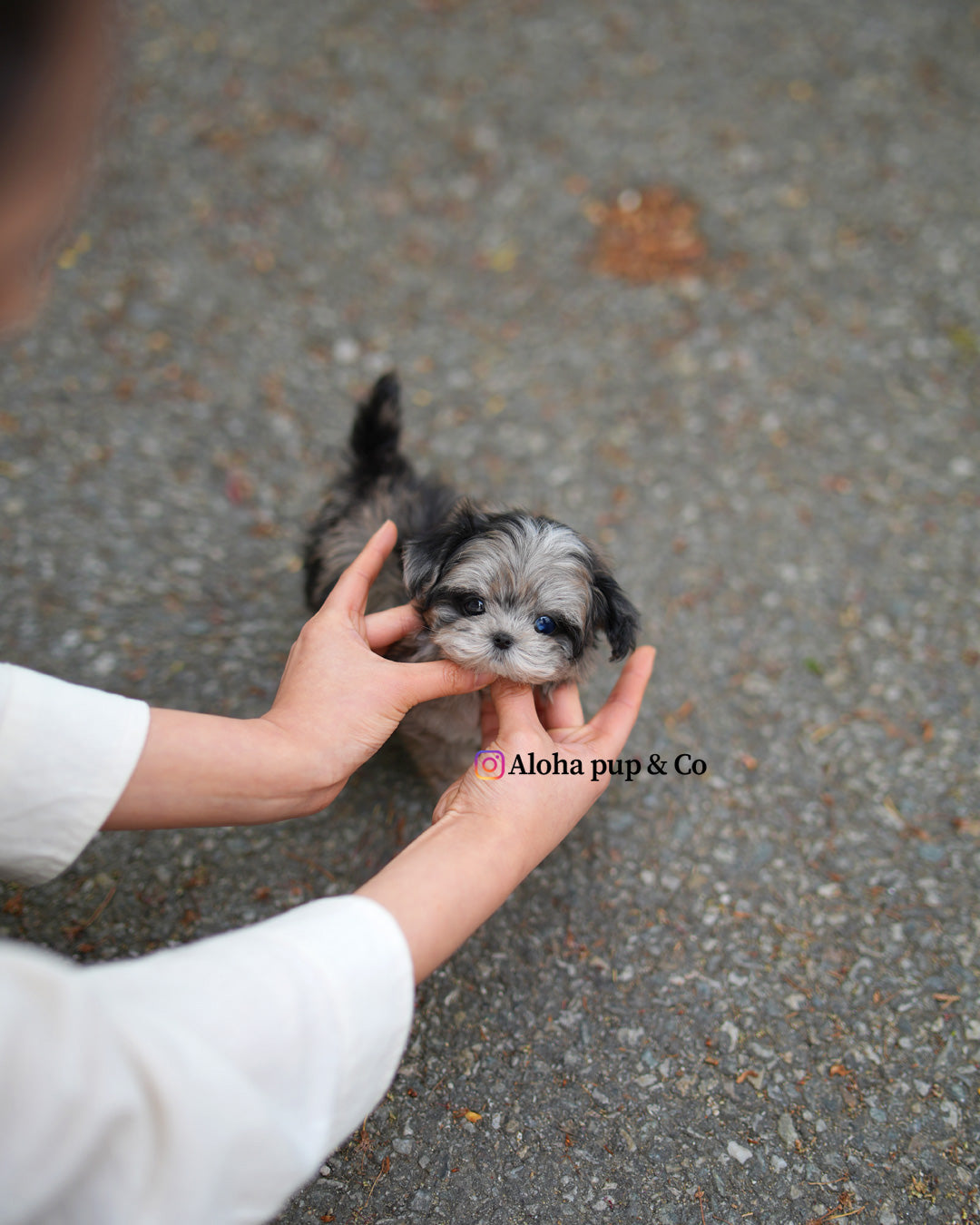 Ziv [TEACUP MALTIPOO]