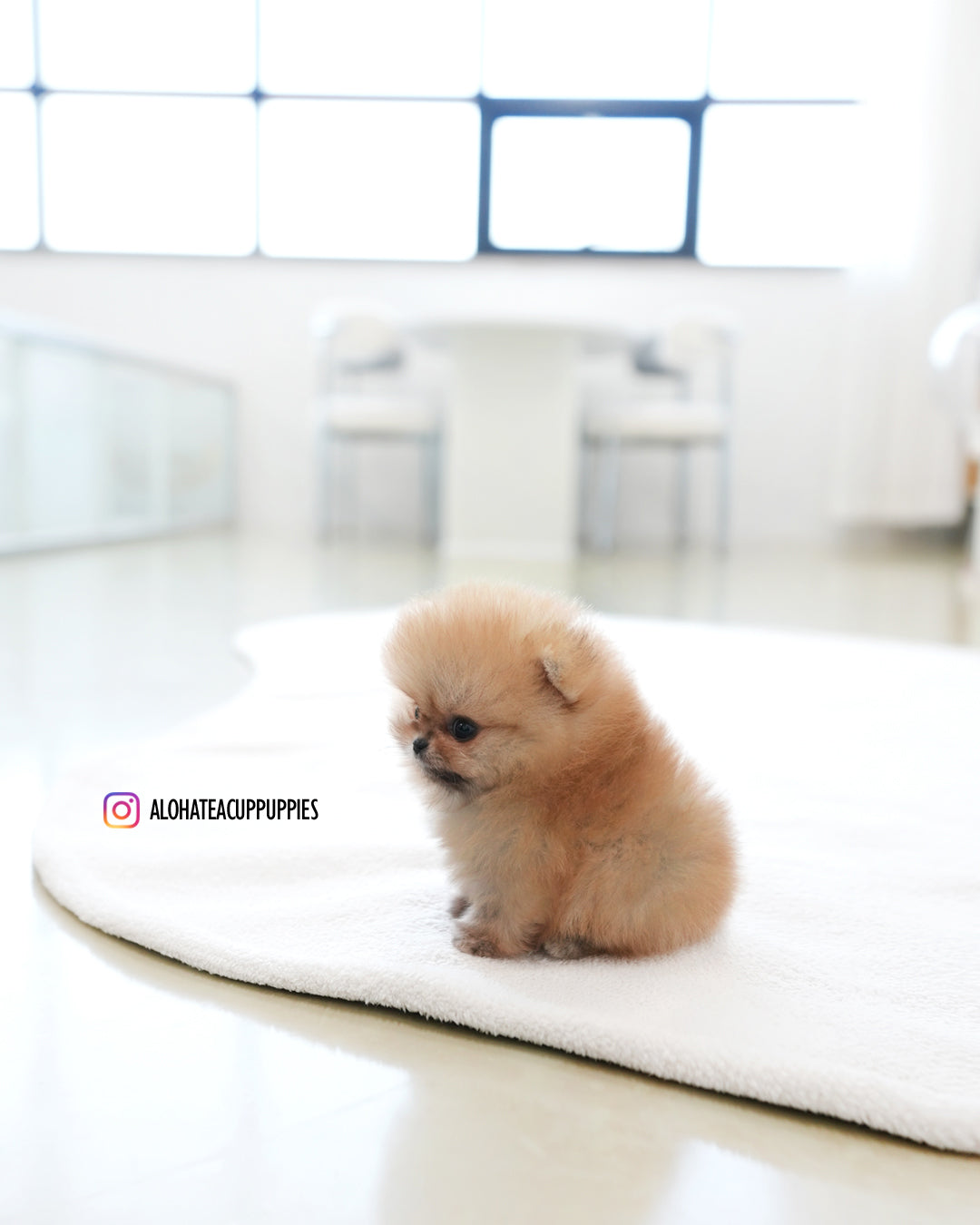 马可 [茶杯博美犬]