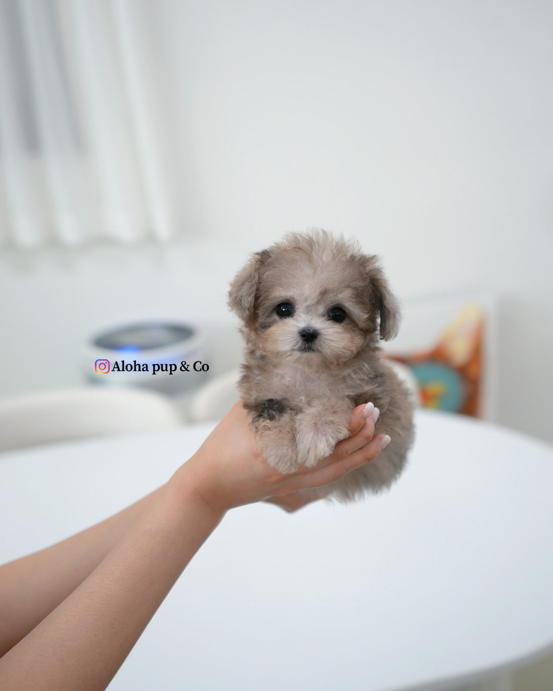puff [TEACUP MALTIPOO]