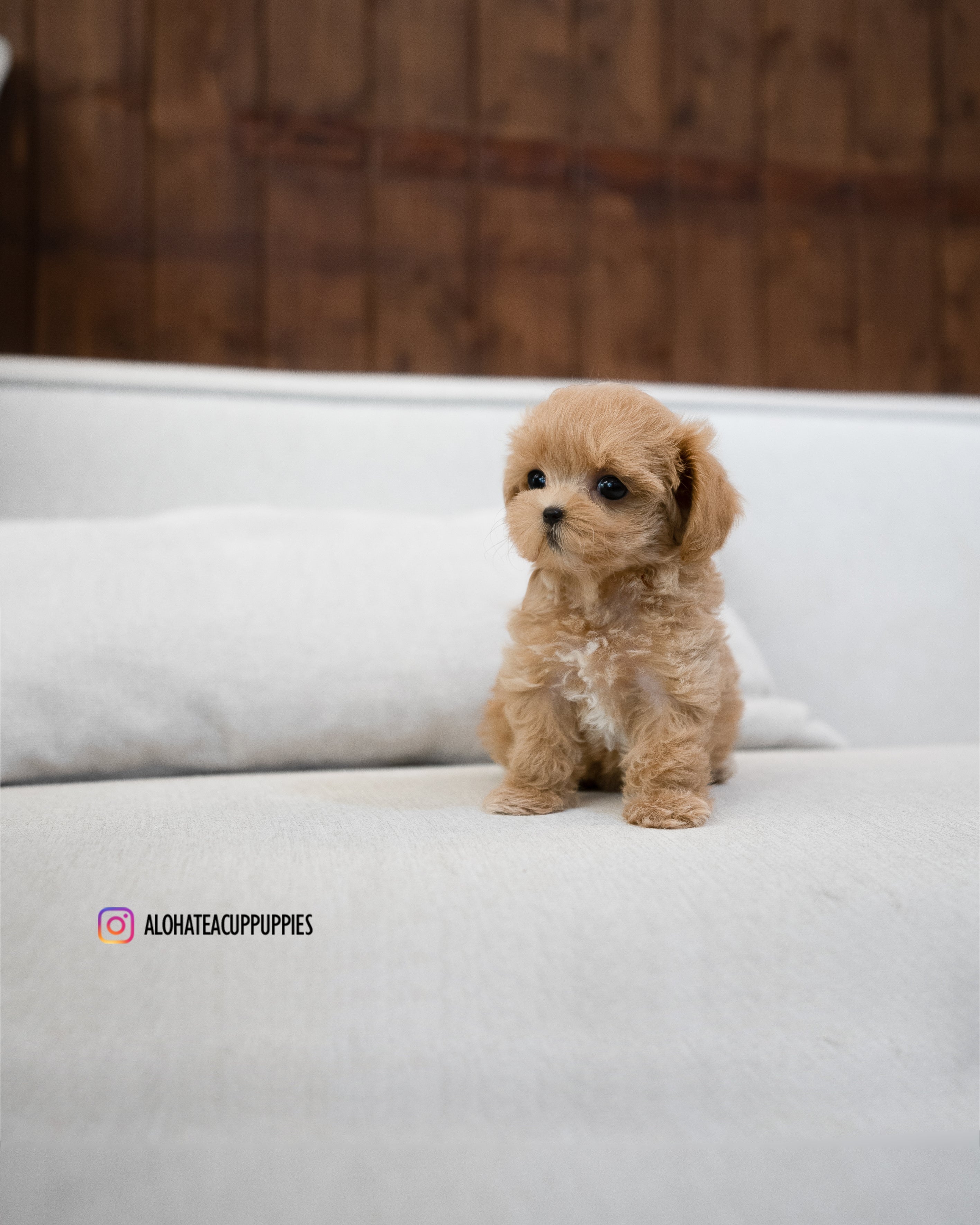 Amber [TEACUP MALTIPOO]