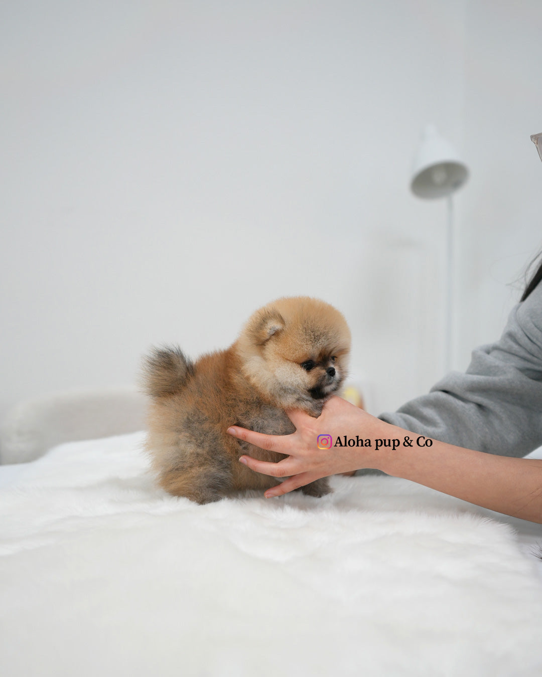 Lexi [POMERANIA TAZA DE TÉ]
