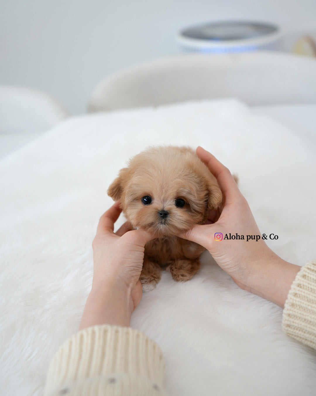 Mite [TEACUP MALTIPOO]