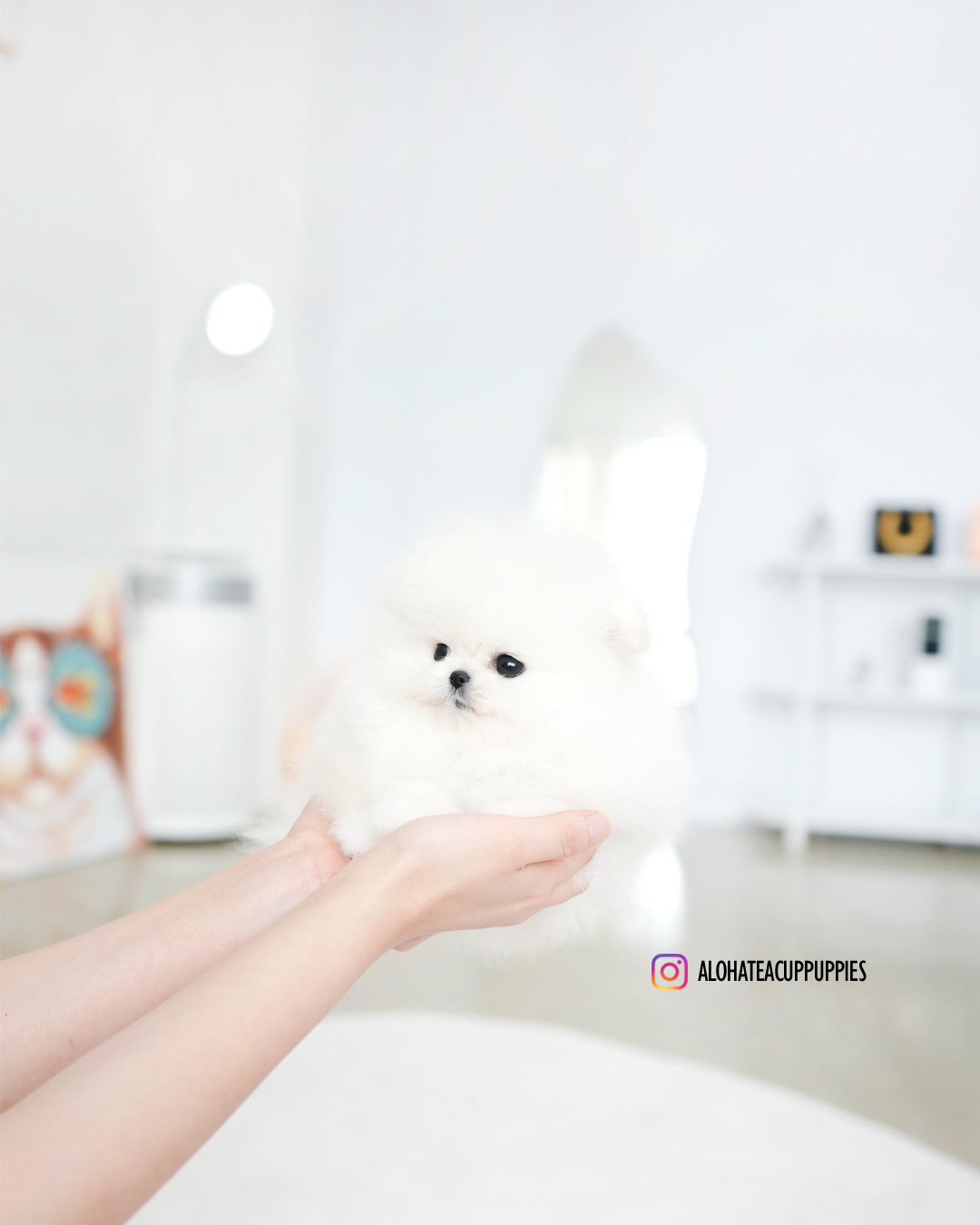 Marshmallow [POMERANIA TAZA DE TÉ]