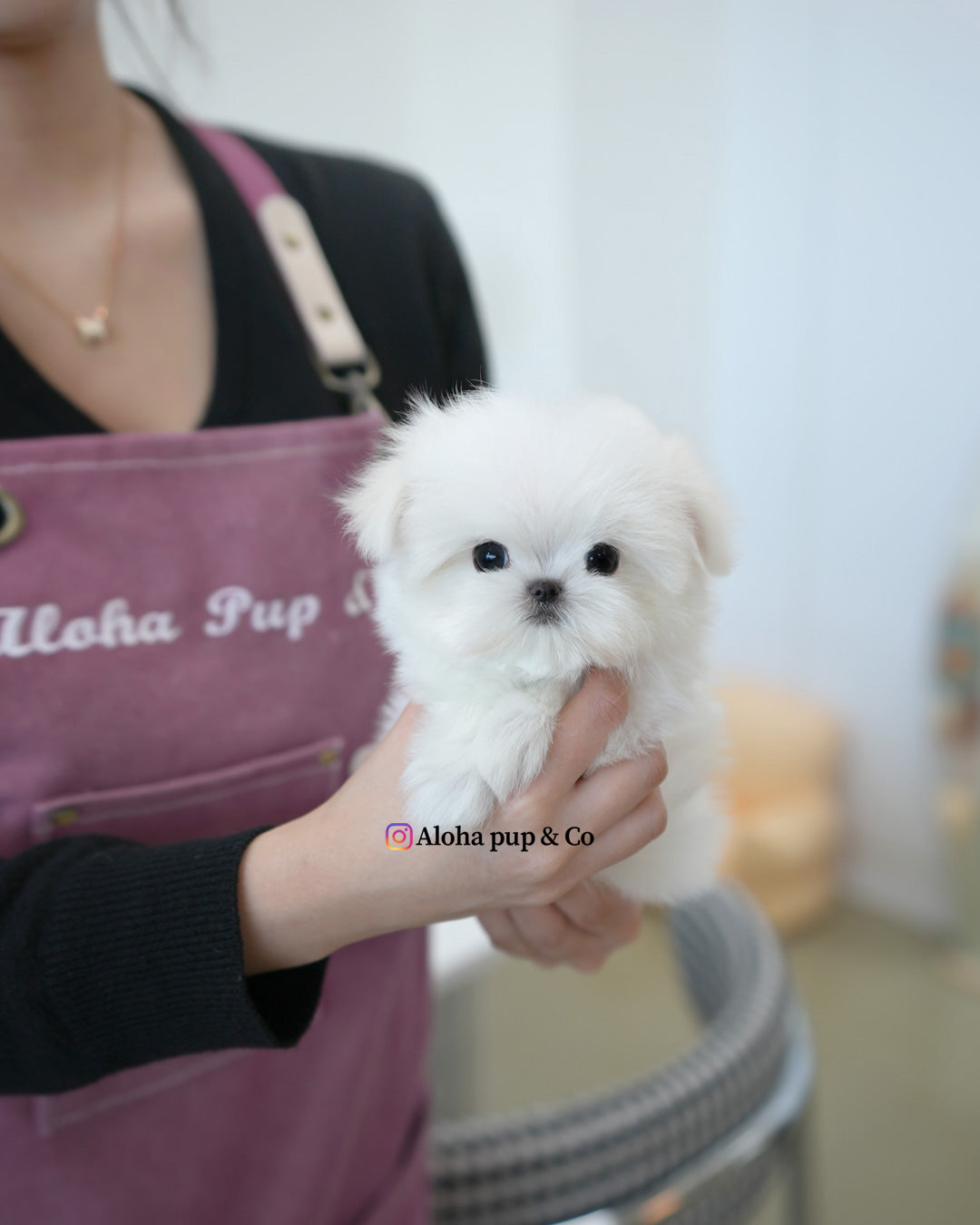 Reese [TEACUP MALTESE]