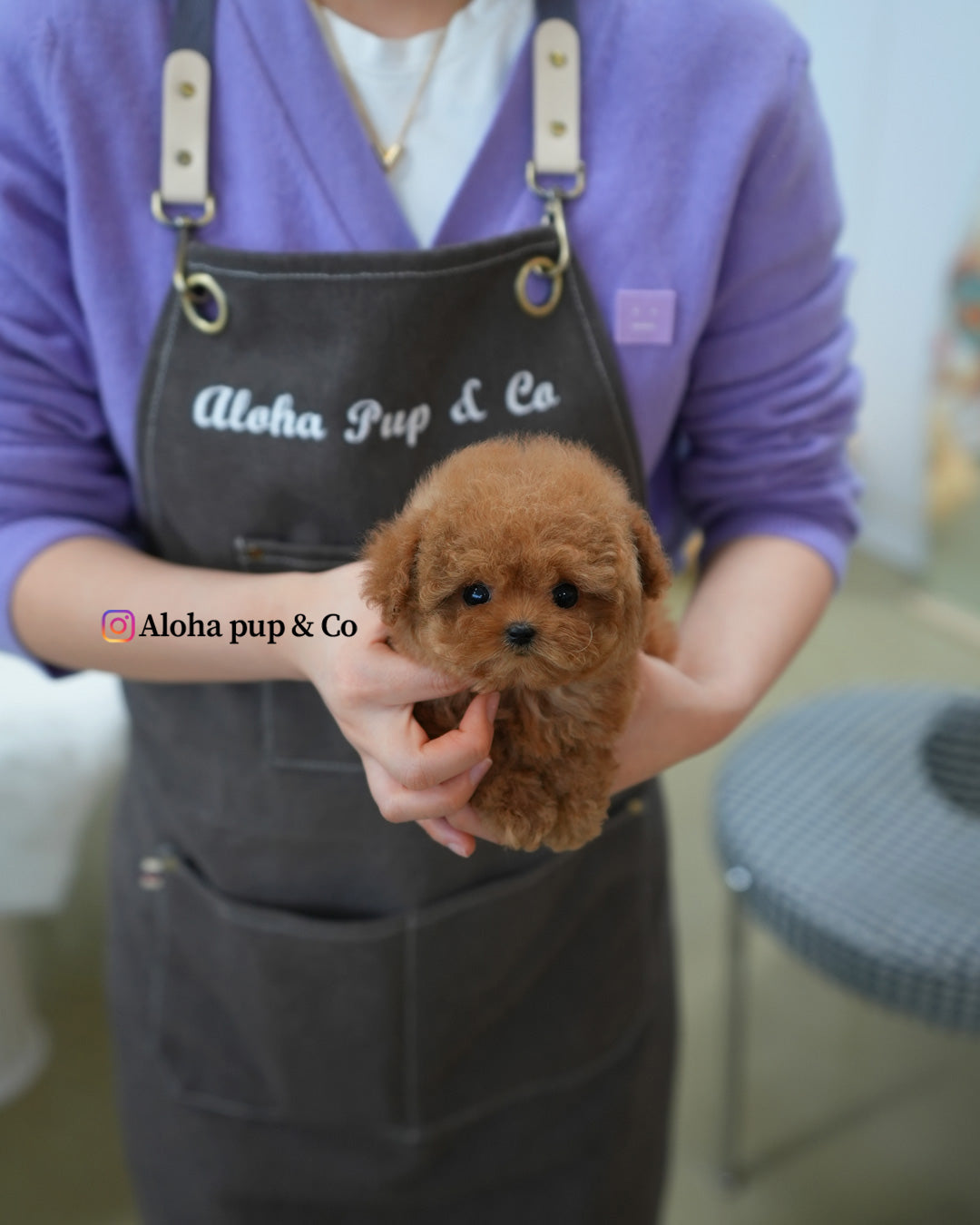 Mina [TEACUP POODLE]