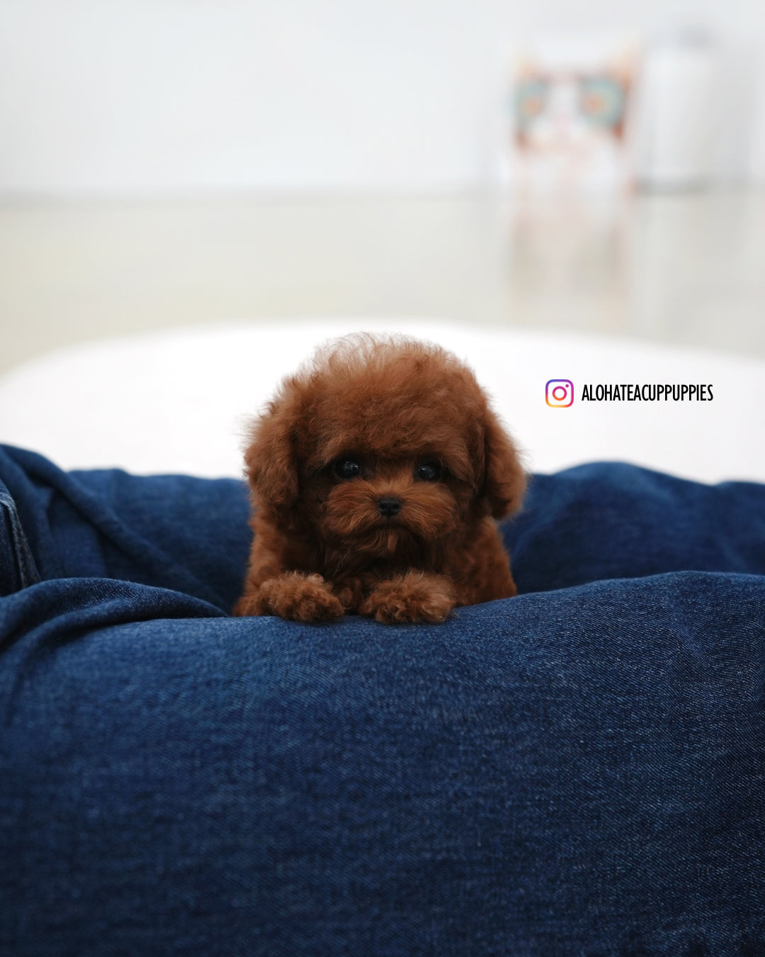 Tino [TEACUP POODLE]