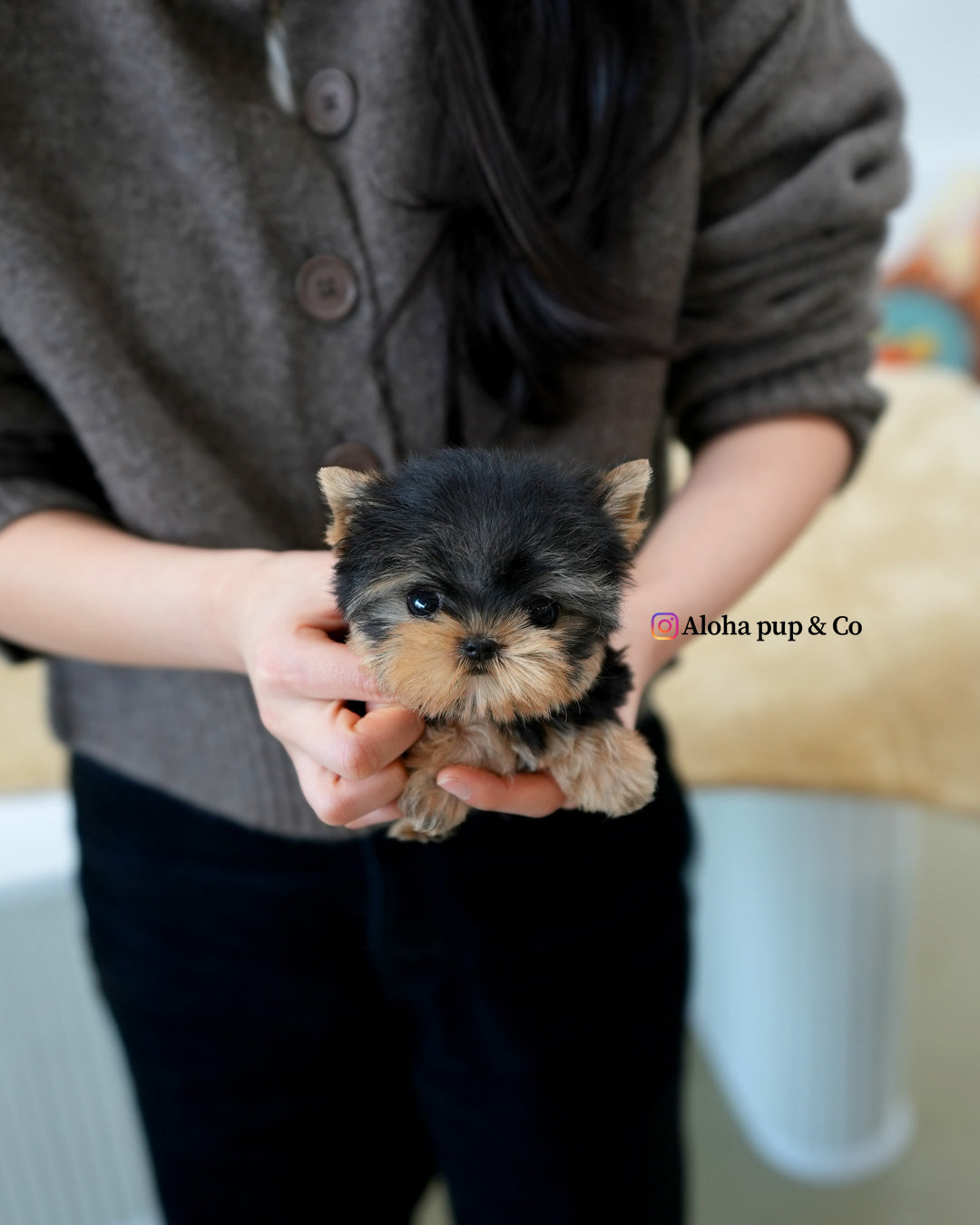 Ivy [Teacup YORKIE]