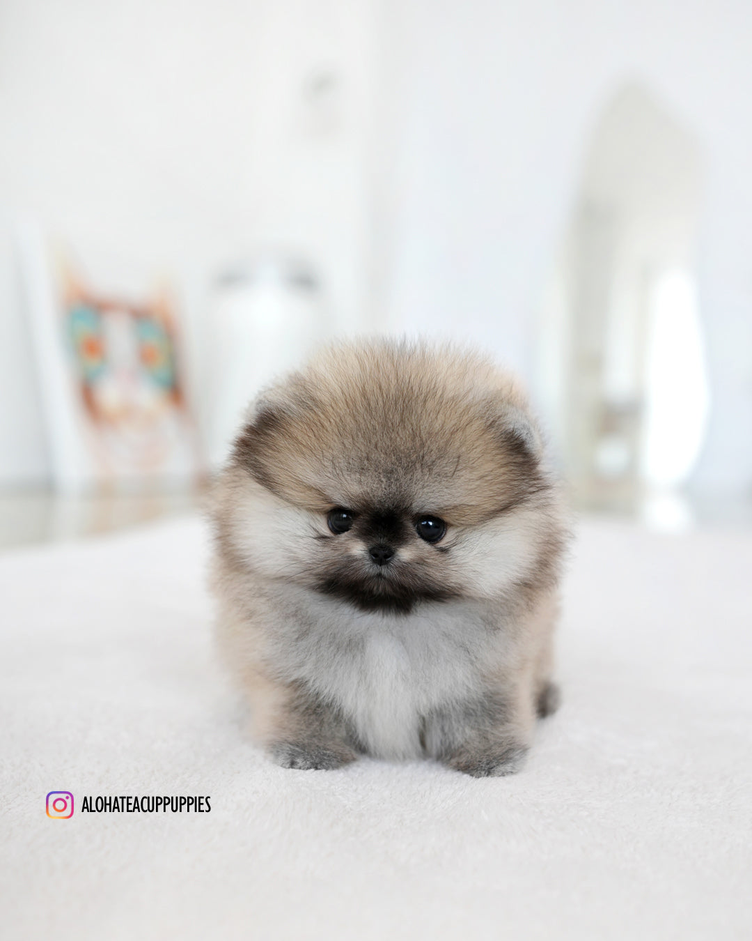 Diego [POMERANIA TAZA DE TÉ]