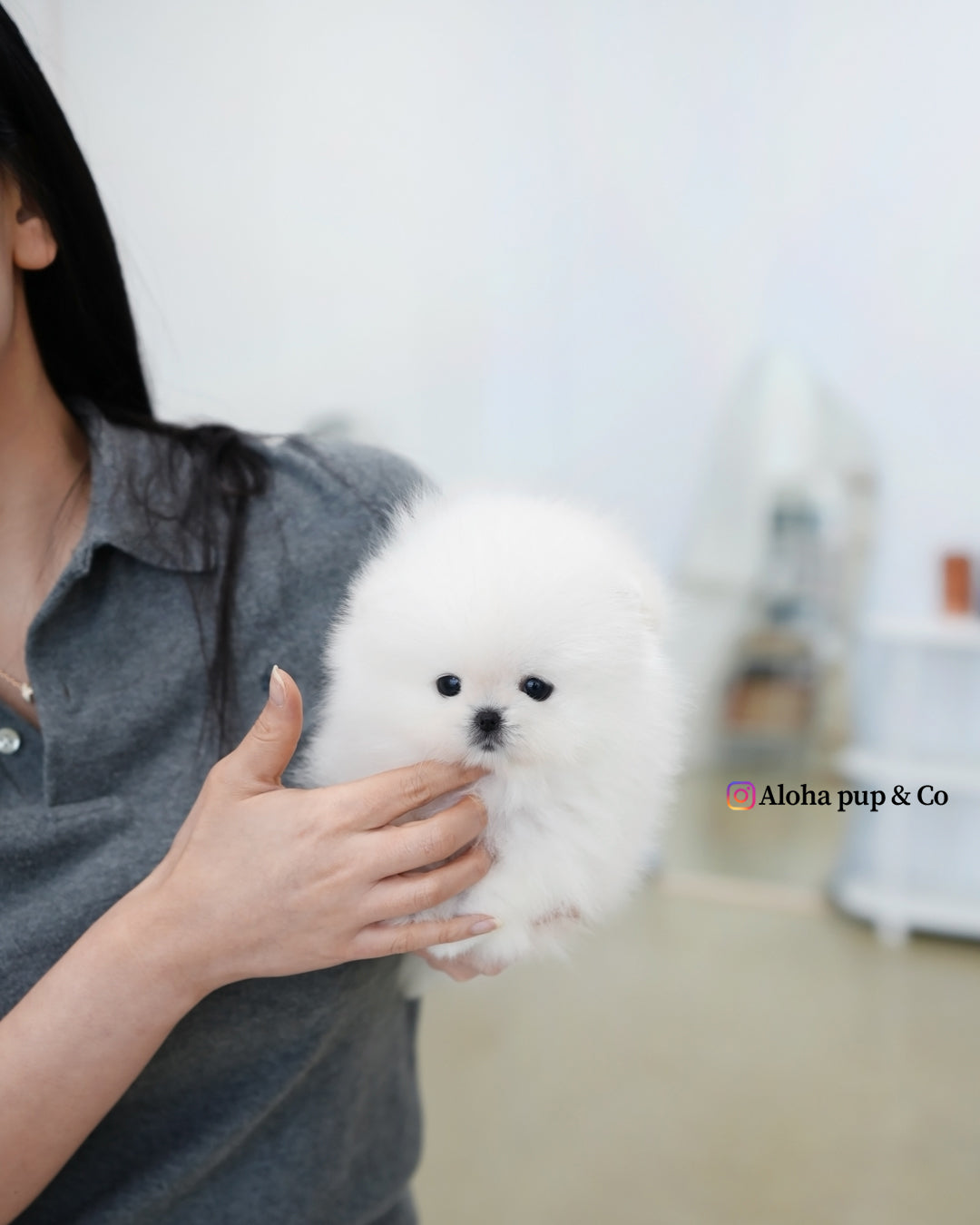Buster [POMERANIA TAZA DE TÉ]