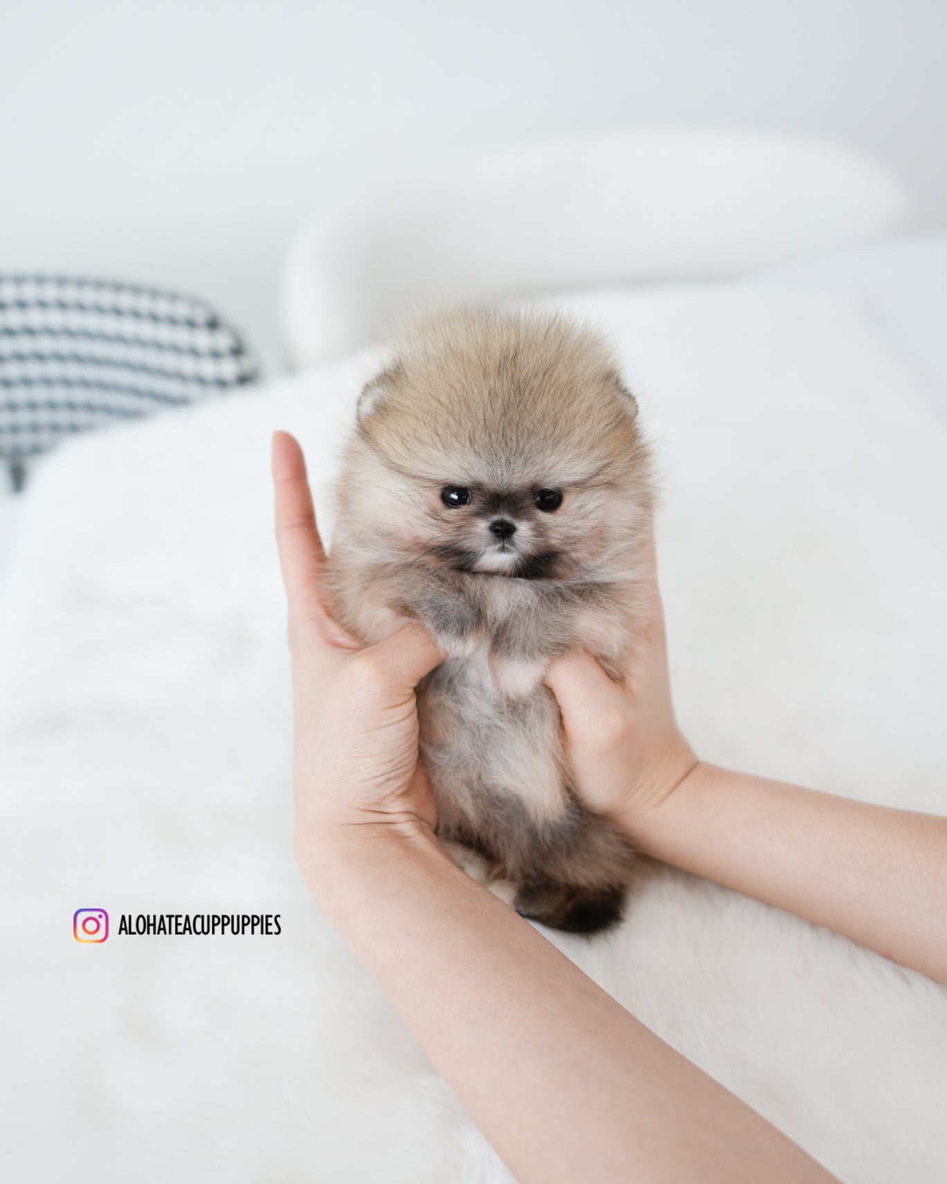 Tiramisú [POMERANIA TAZA DE TÉ]
