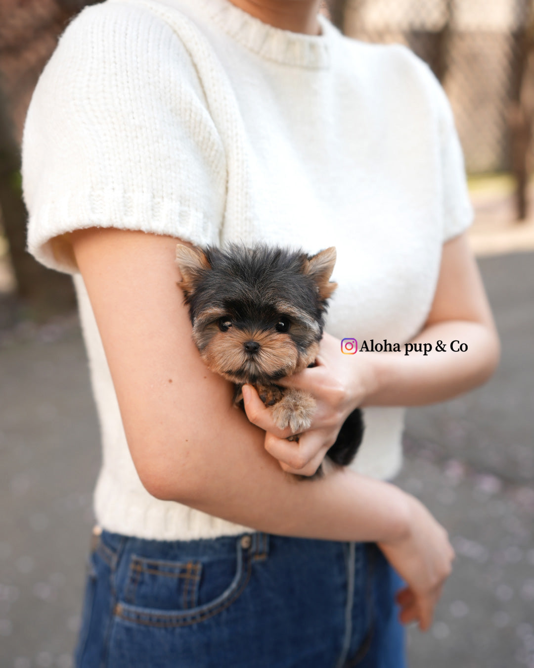 Sia [Teacup Yorkie]
