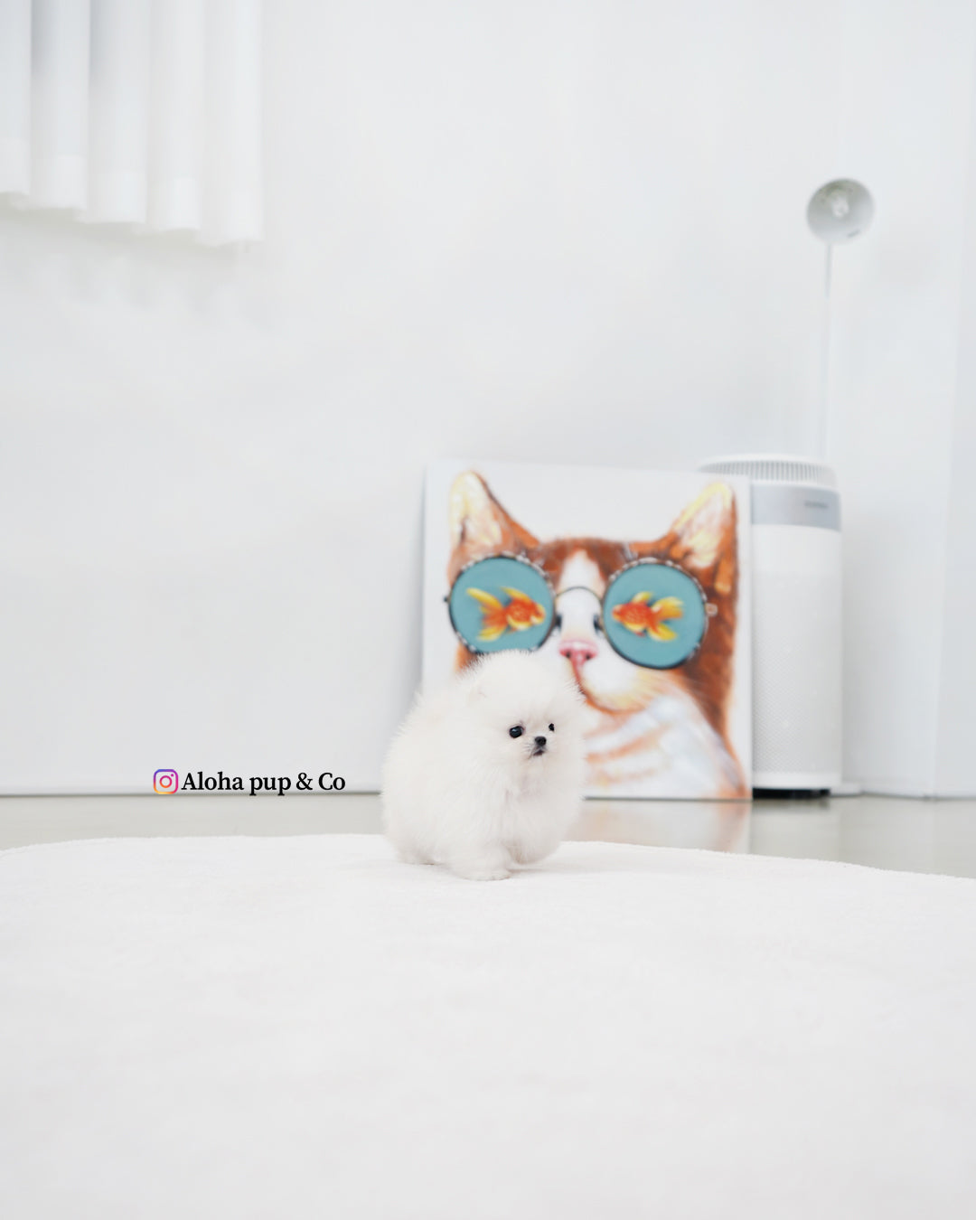 Damie [POMERANIA TAZA DE TÉ]