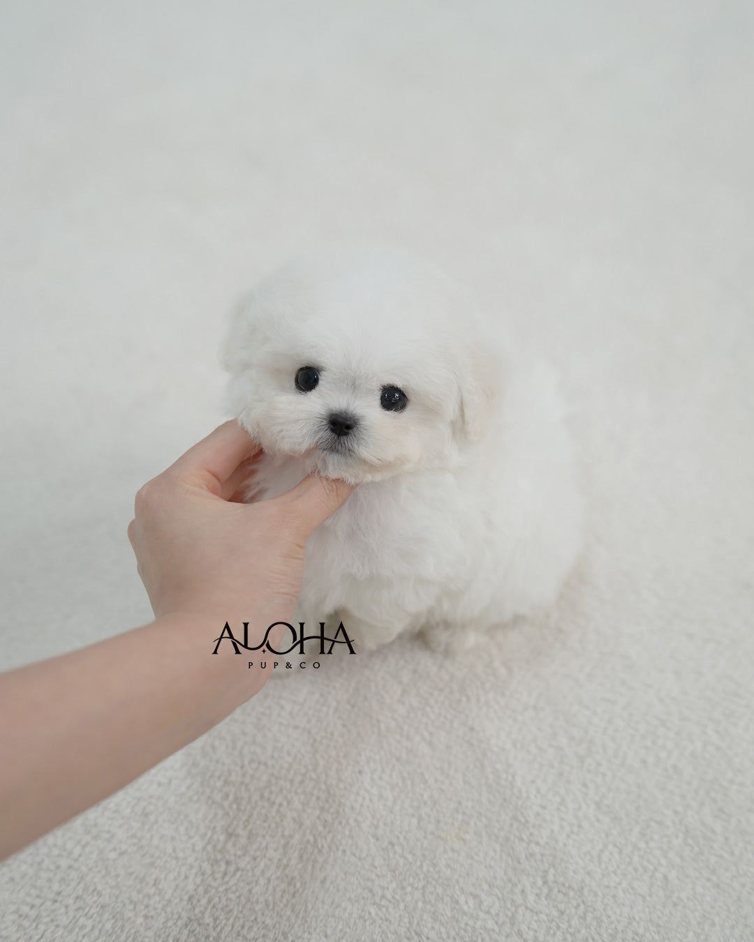 Bubble [TEACUP BICHON Frise]