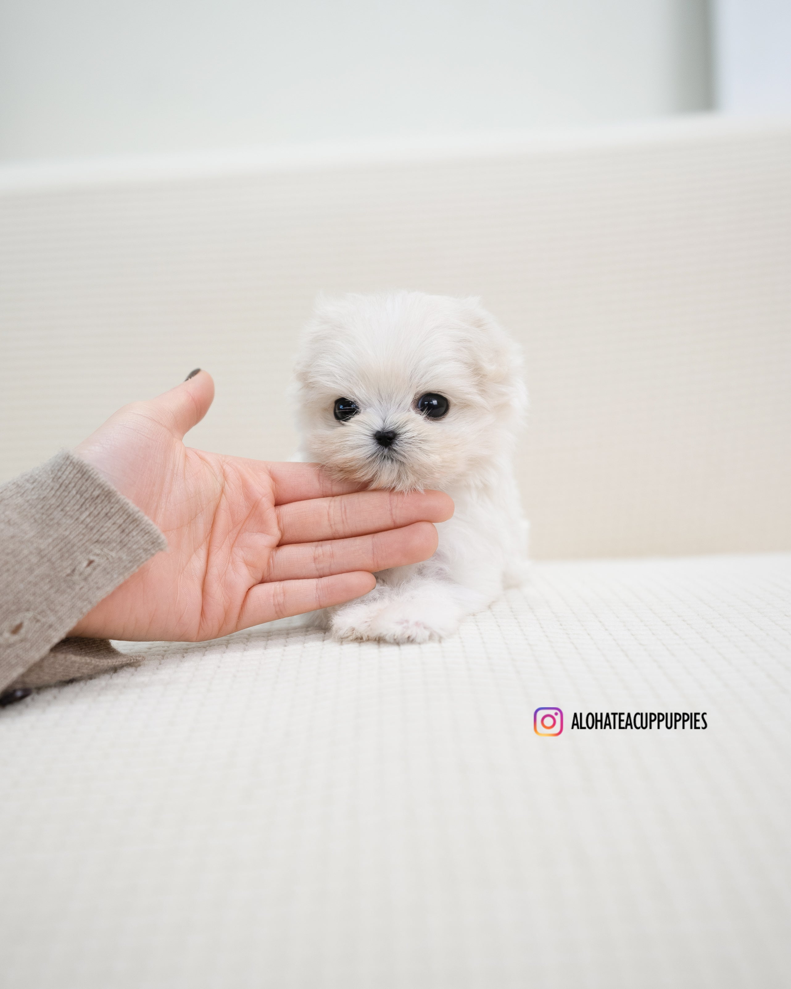 Miu [TEACUP MALTIPOO]