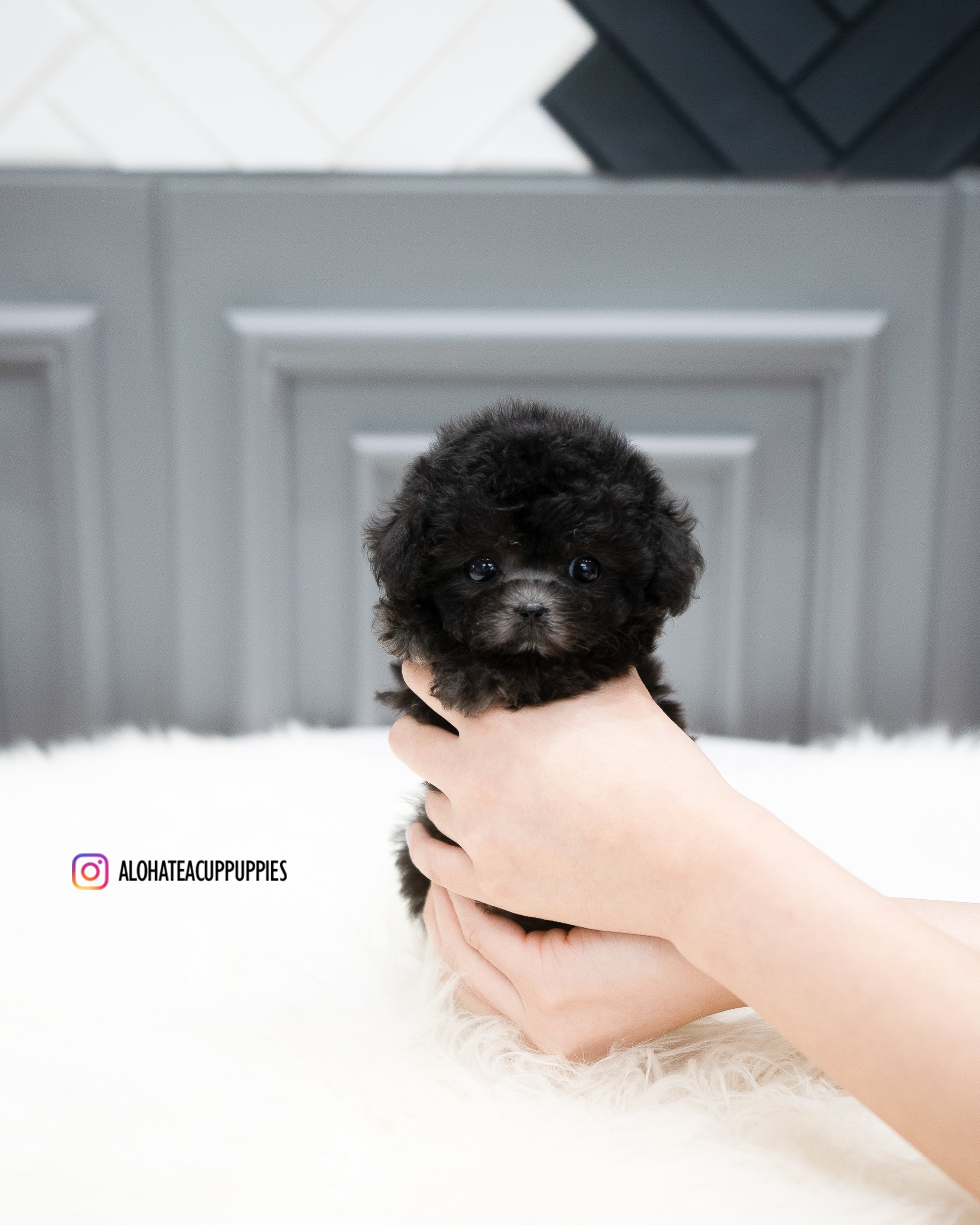Chloe [TEACUP POODLE]