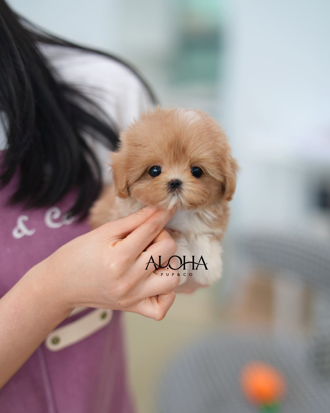 Kiki [TEACUP MALTIPOO]