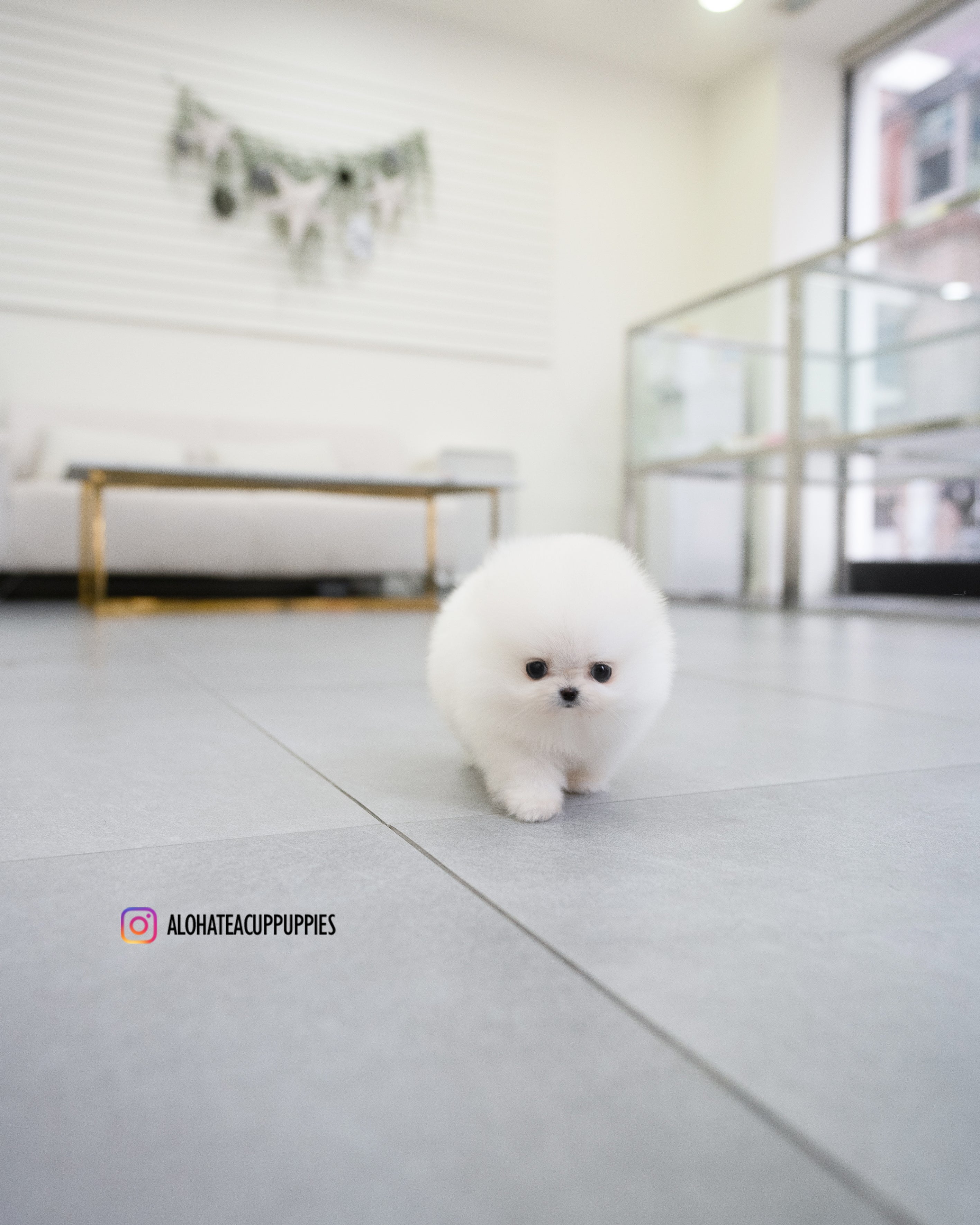 Mayo [POMERANIA TAZA DE TÉ]