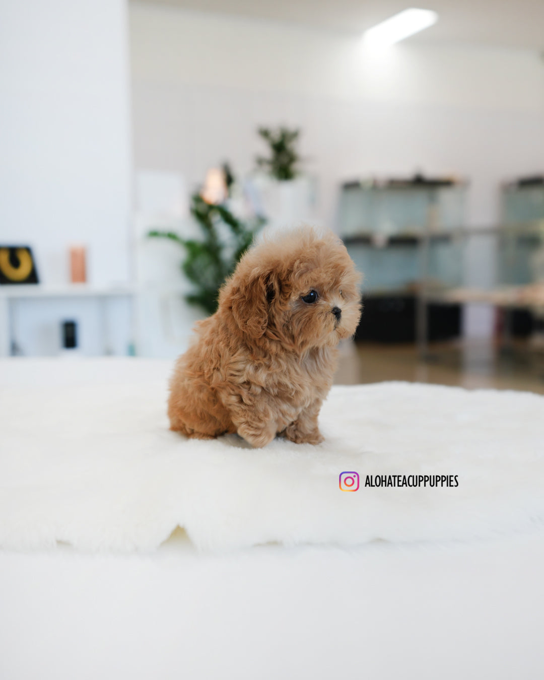 Ann [TEACUP MALTIPOO]