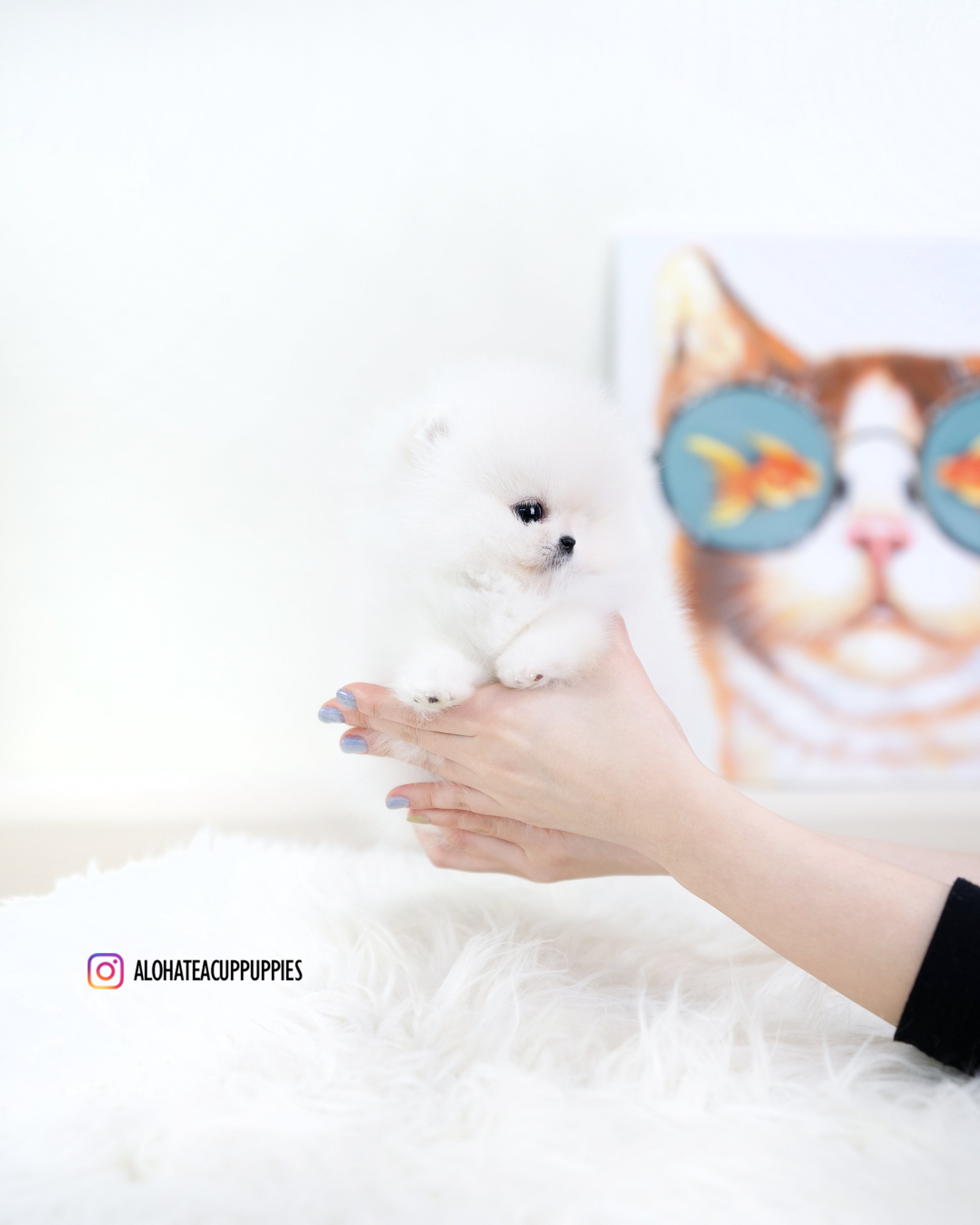 Zara [TEACUP POMERANIAN]