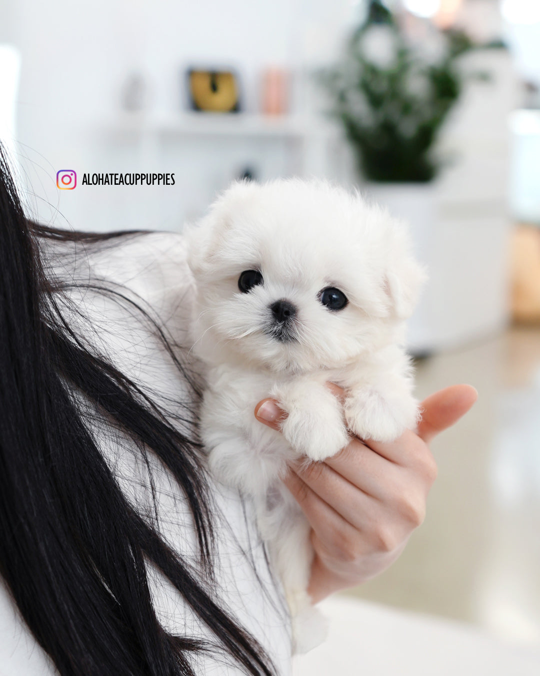 Tiki [TEACUP MALTESE]