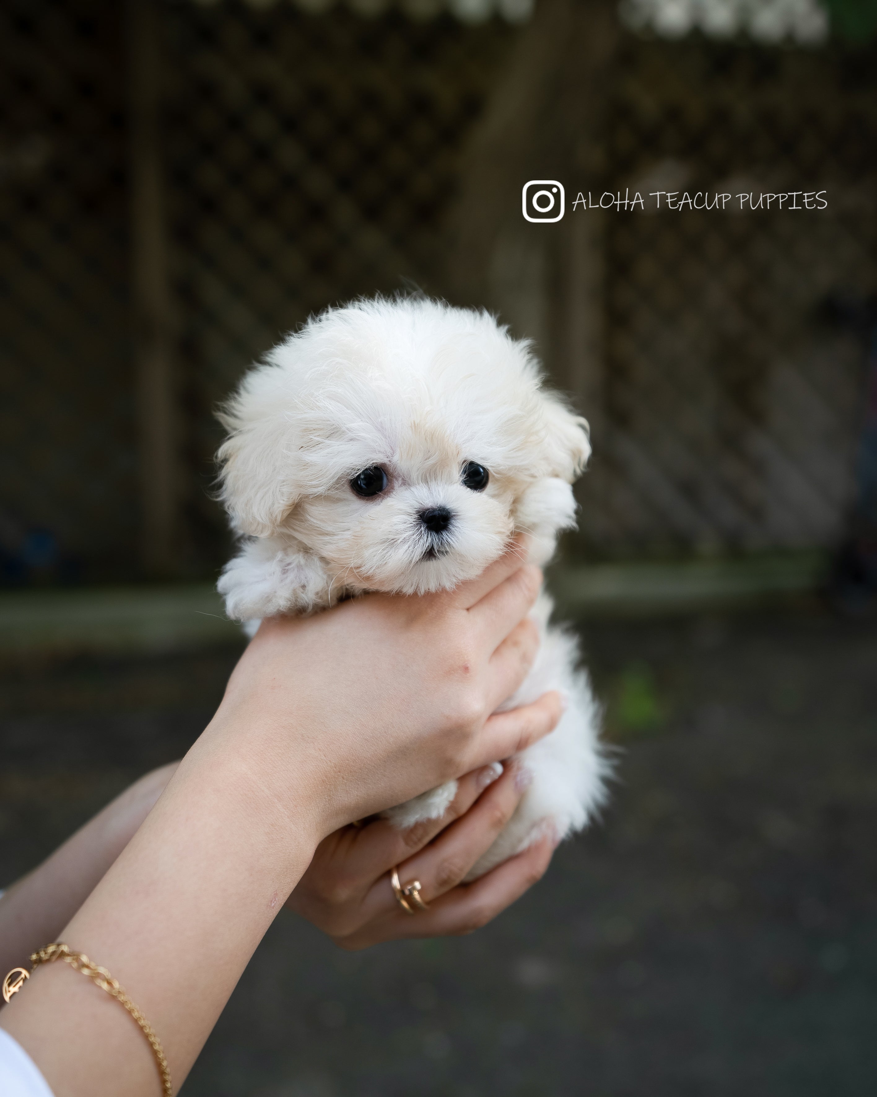 Ari [TEACUP MALTIPOO]