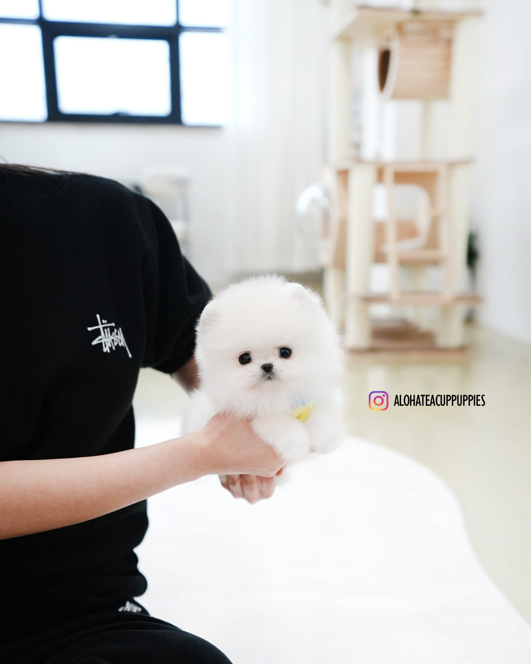 Milo [POMERANIA TAZA DE TÉ]