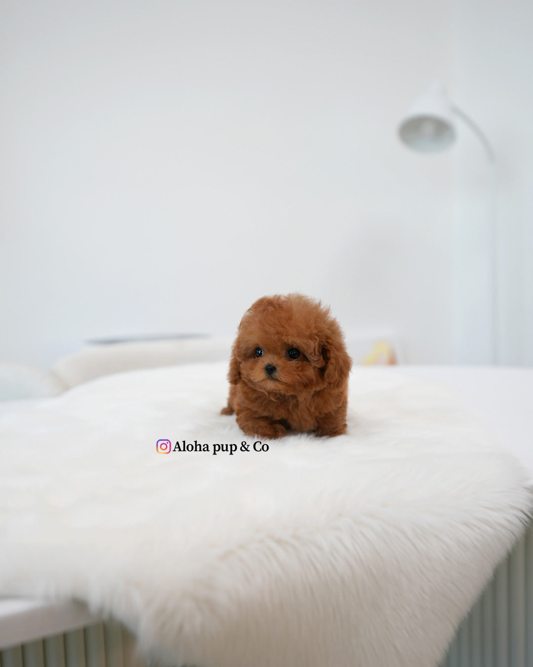 Maple [TEACUP MALTIPOO]