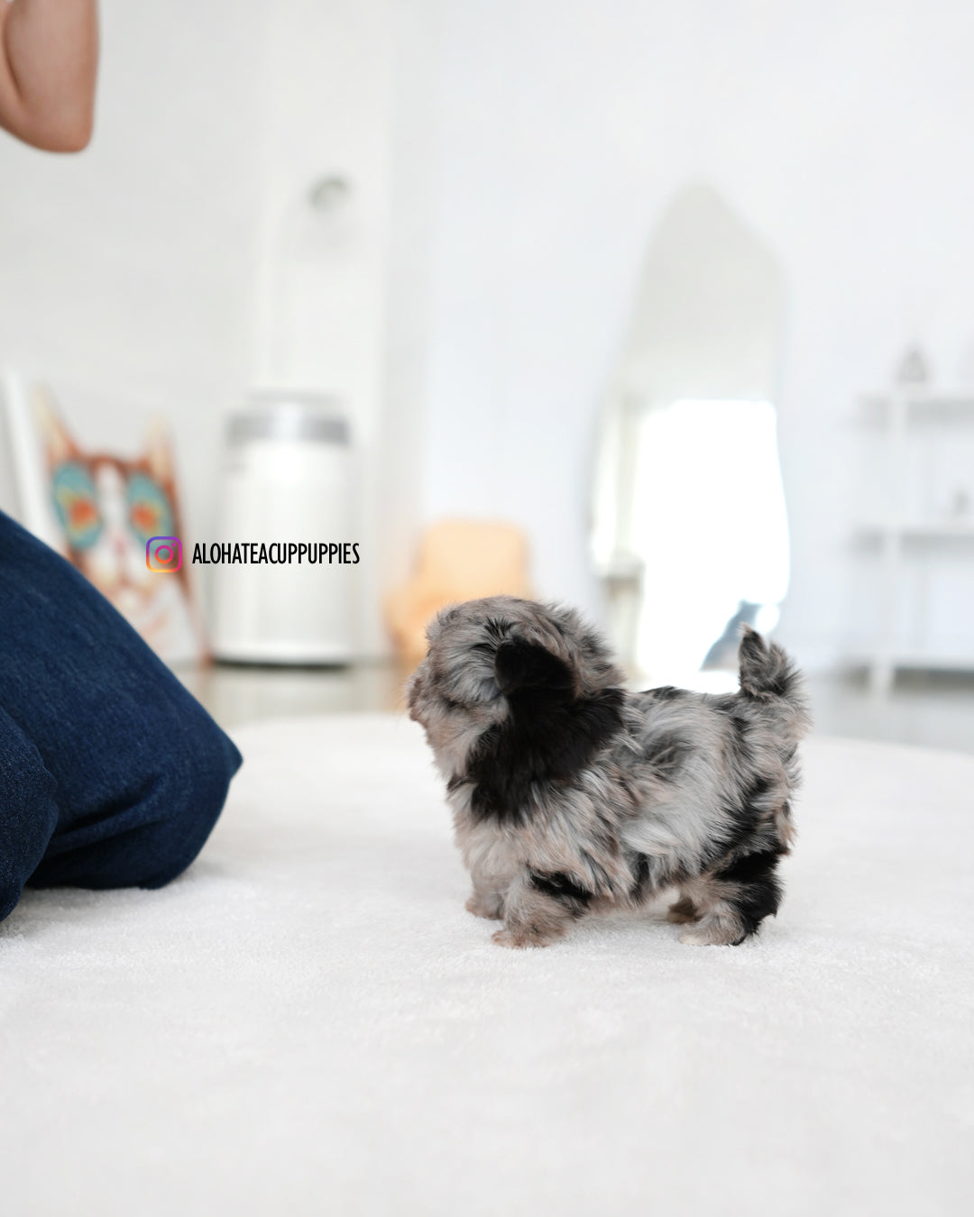 Aurora [TEACUP MALTIPOO]